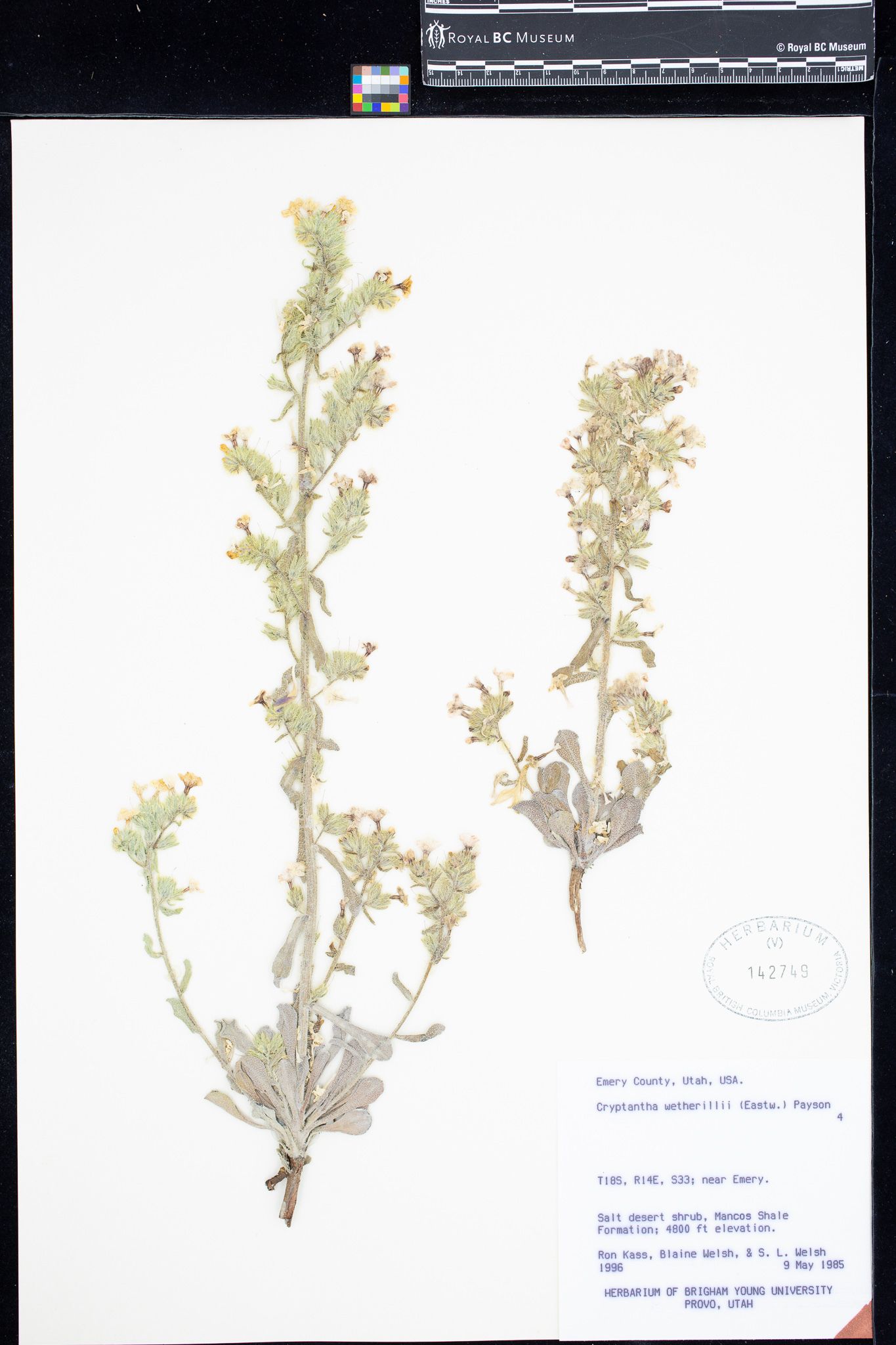 Image representing Cryptantha wetherillii.
