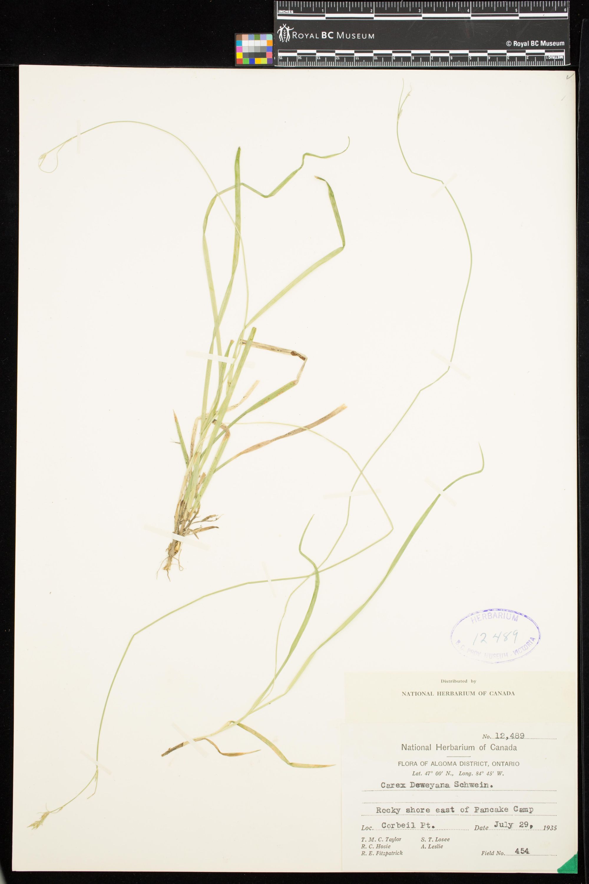 Image representing Carex deweyana.