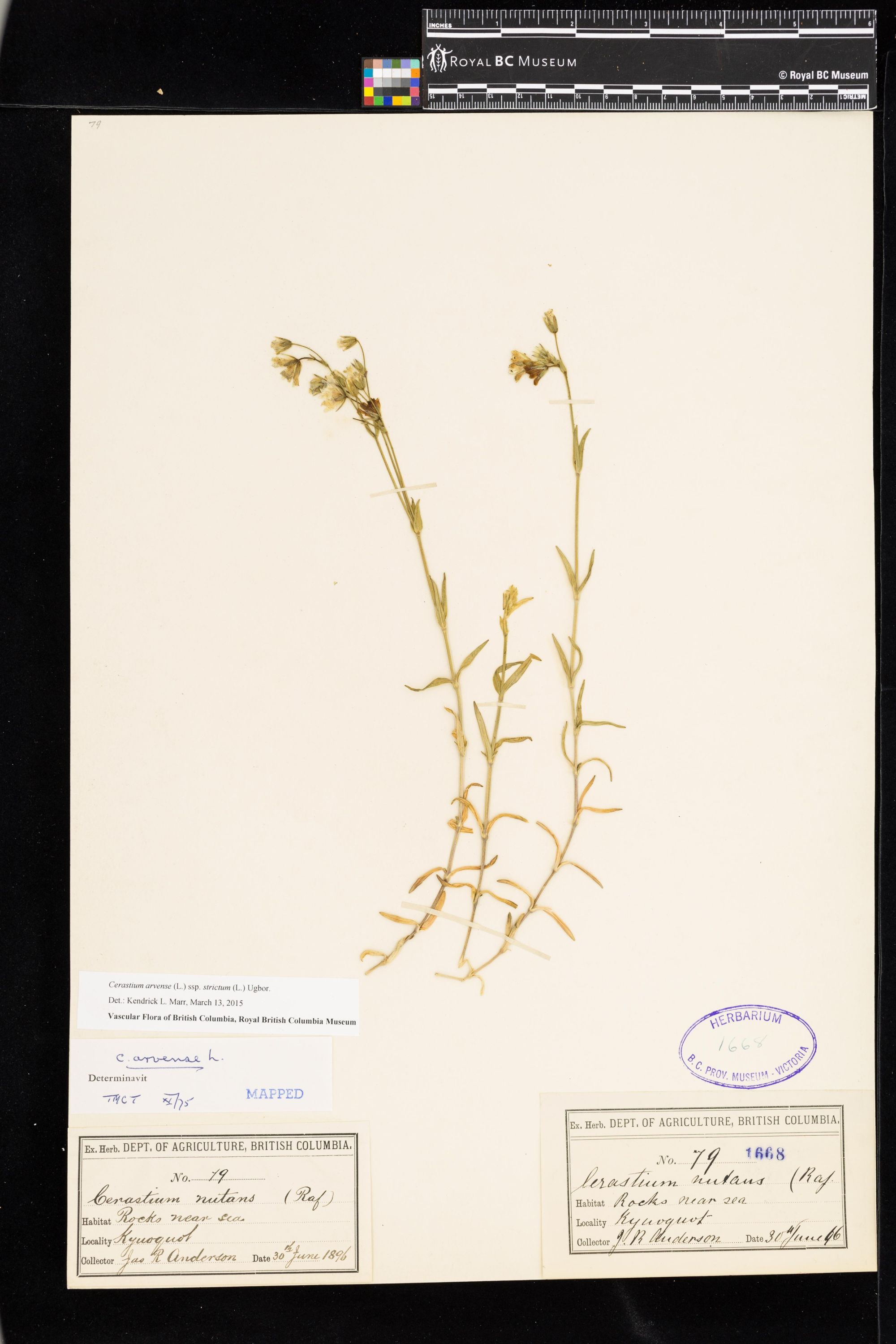 Image représentant Cerastium arvense ssp. strictum