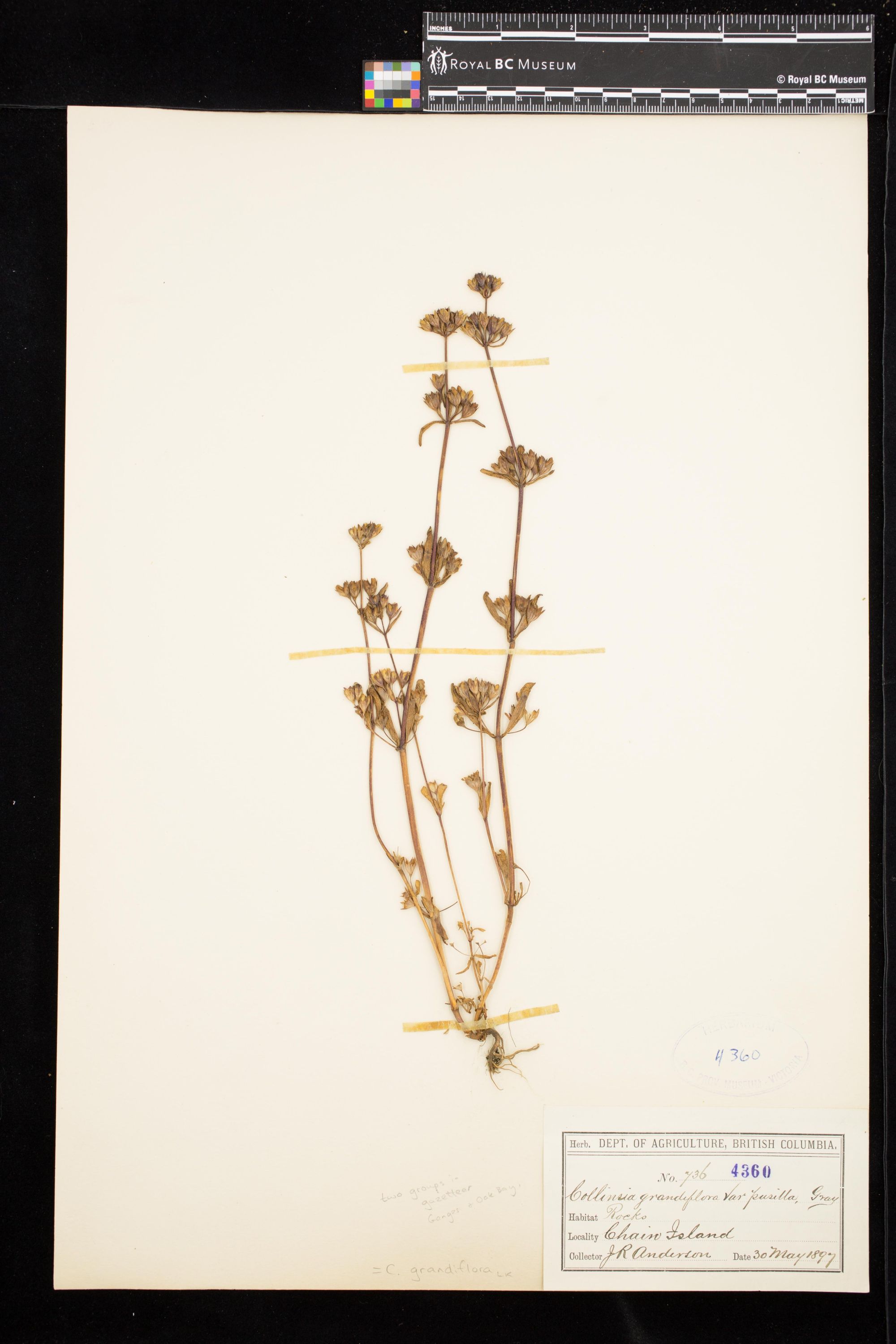 Image representing Collinsia grandiflora.