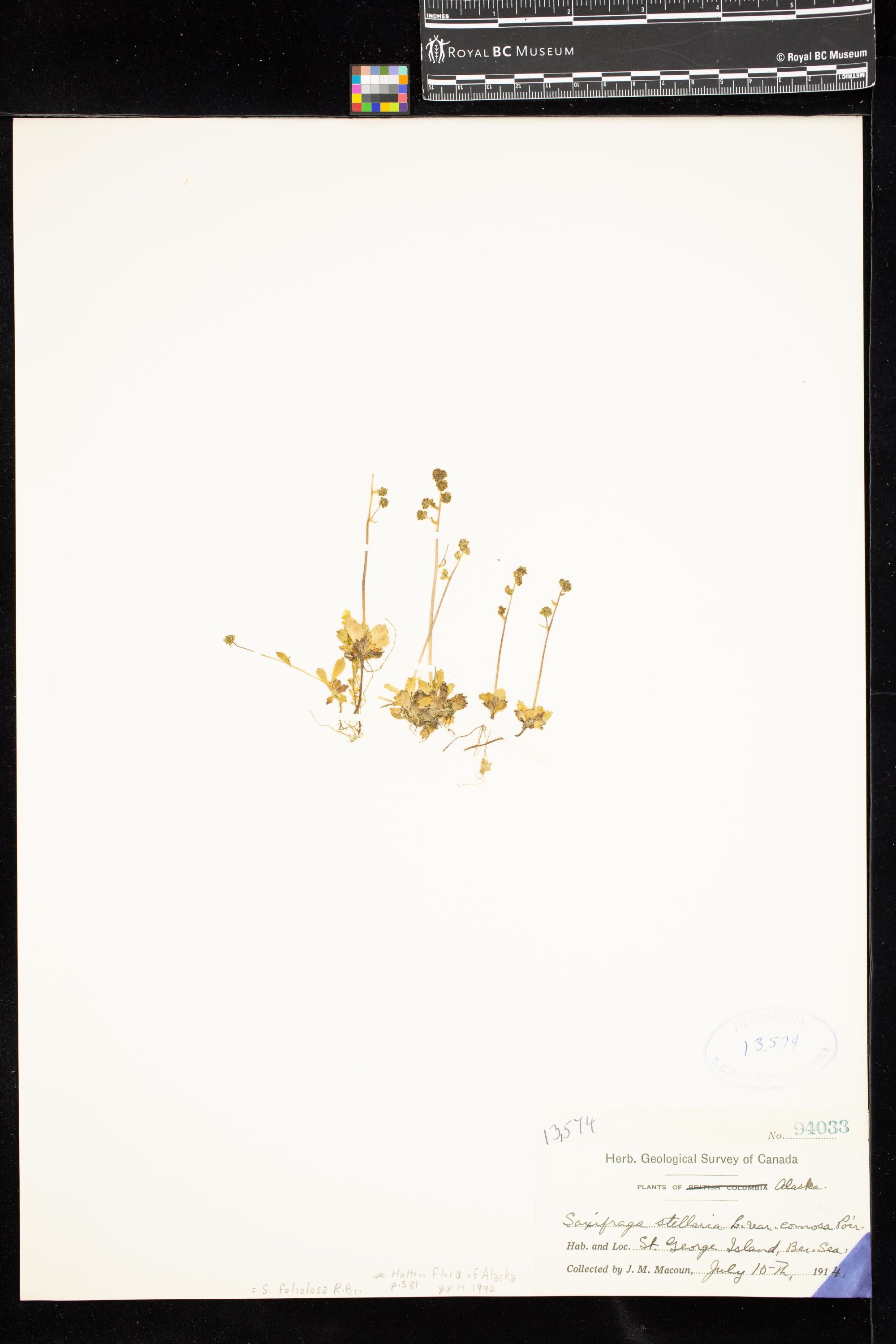 Image representing Saxifraga foliolosa.