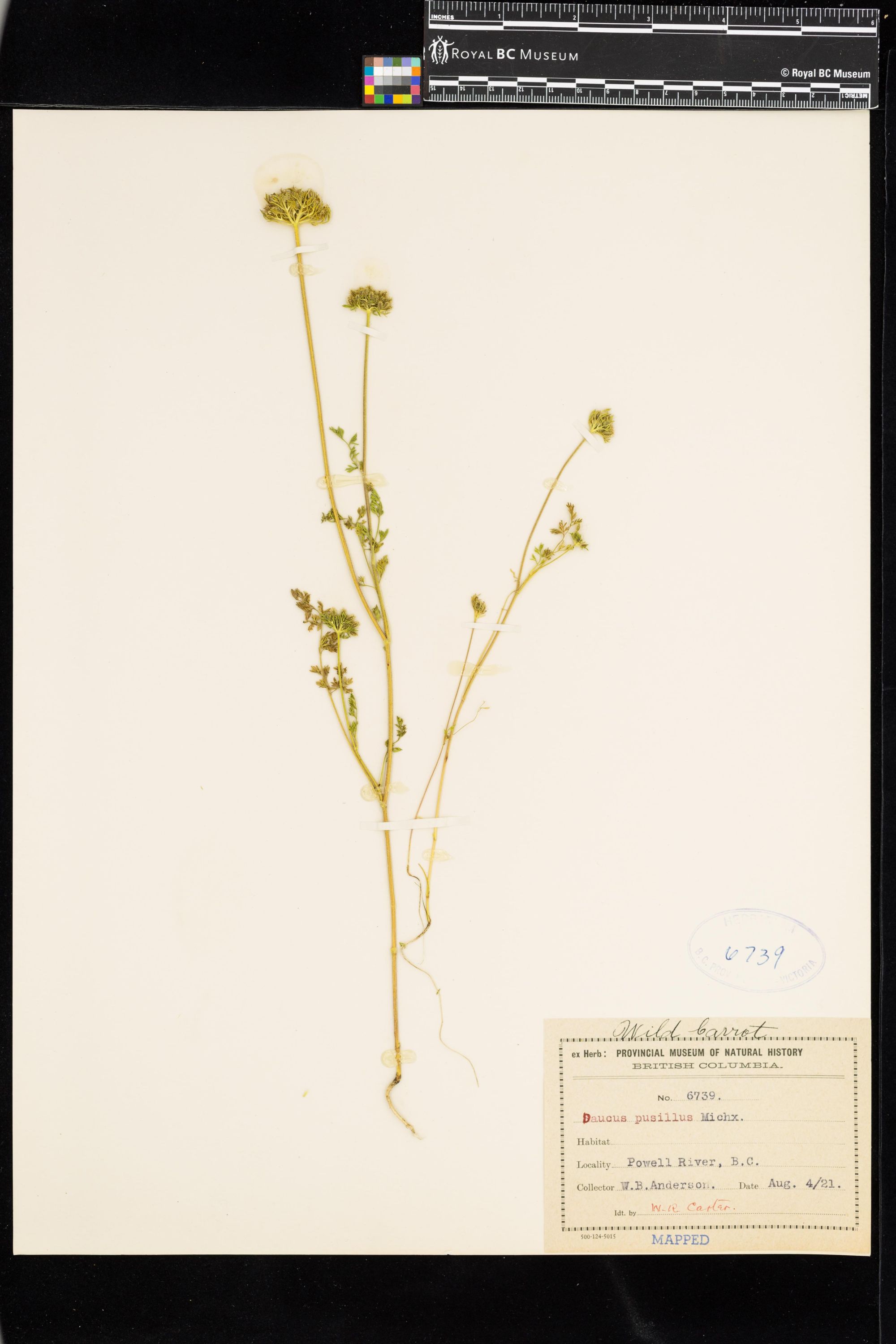 Image representing Daucus pusillus.