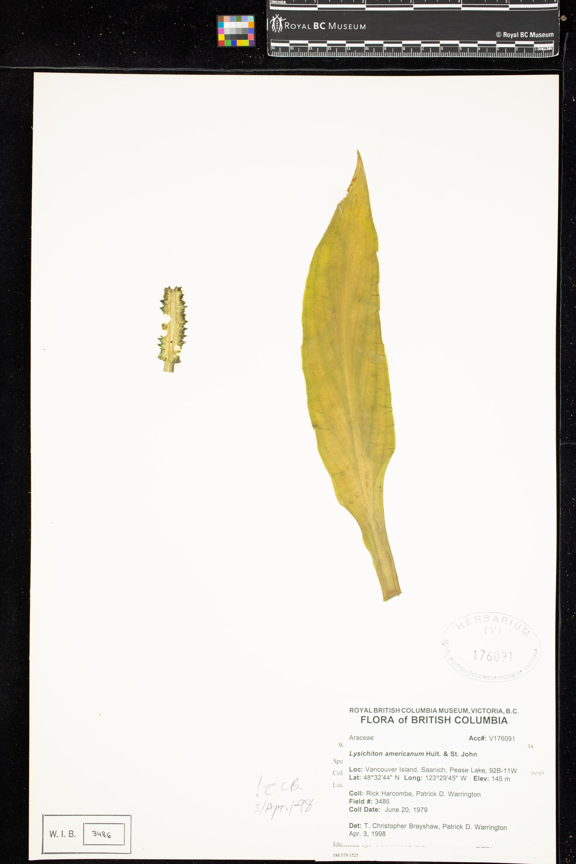 Image representing Lysichiton americanum.