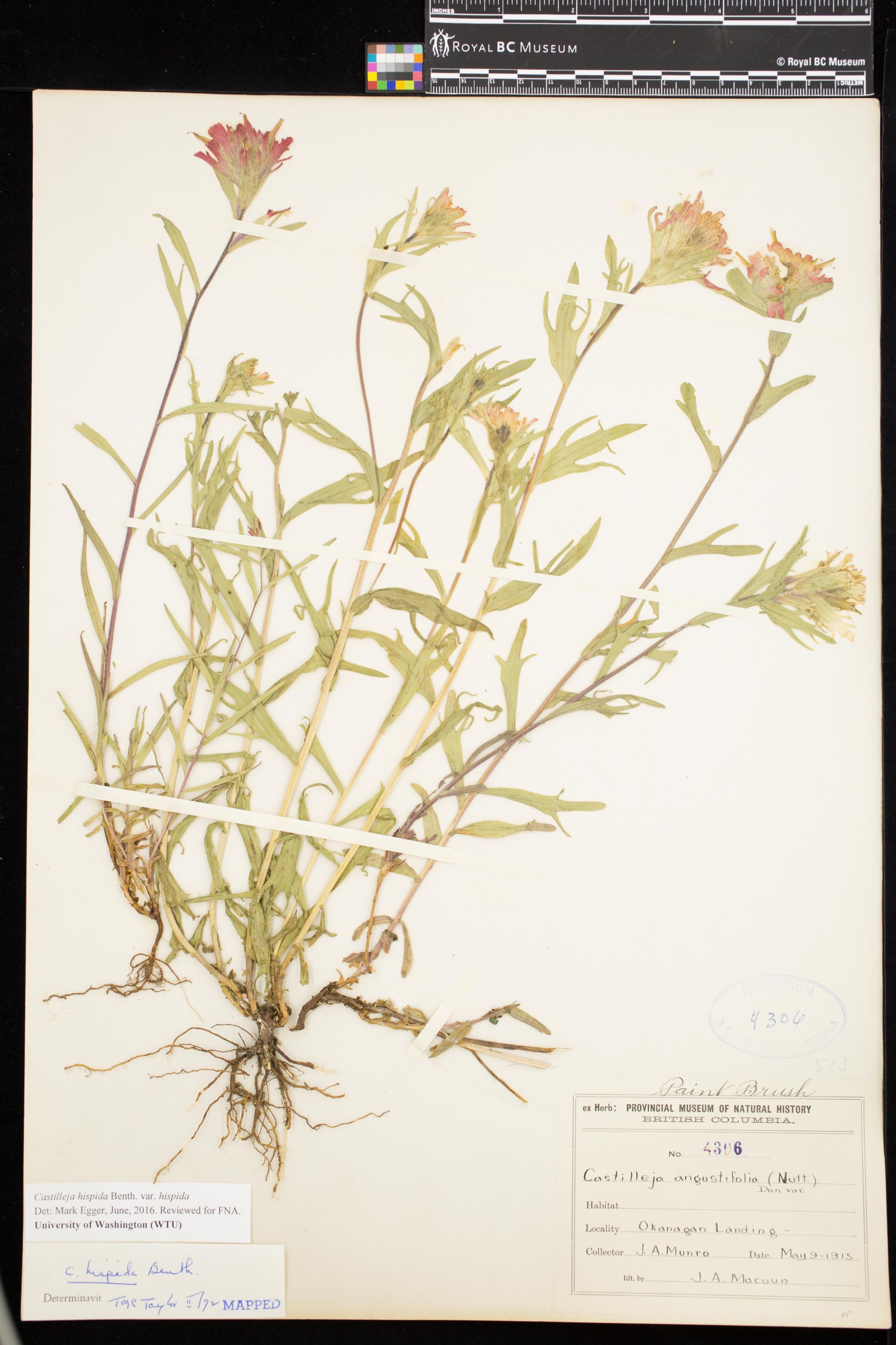 Image representing Castilleja hispida var. hispida.