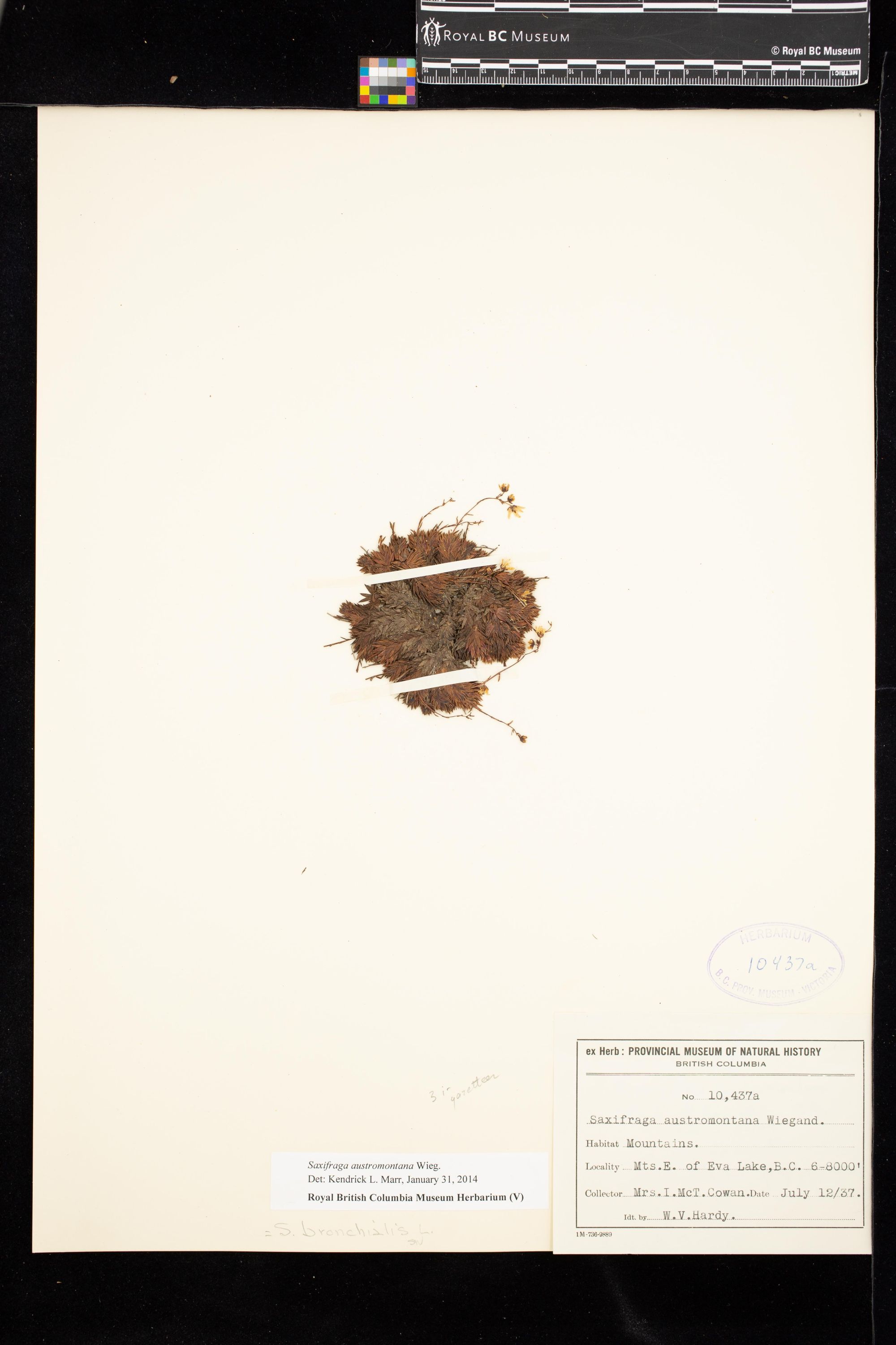 Image representing Saxifraga austromontana.