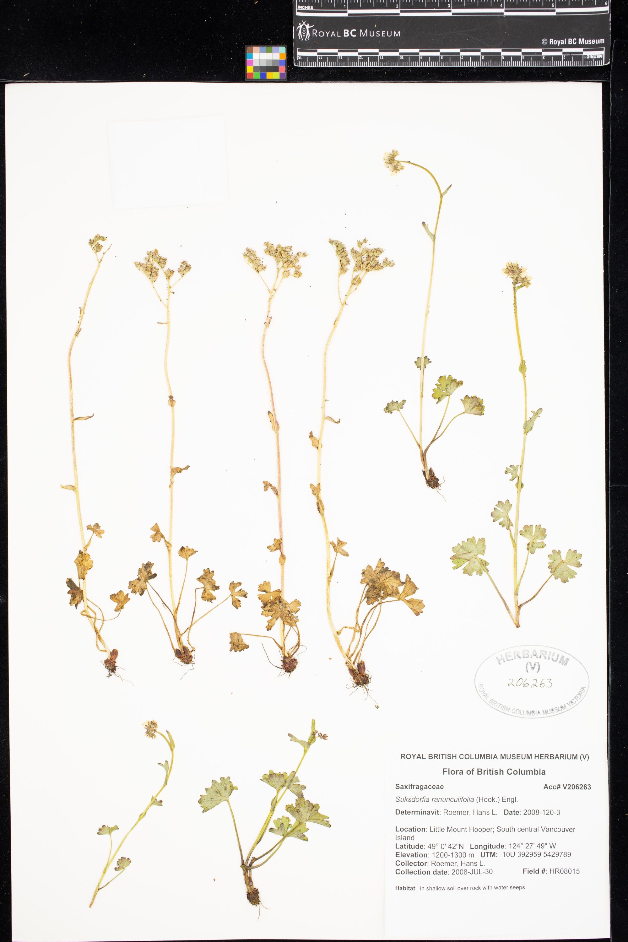 Image representing Suksdorfia ranunculifolia.