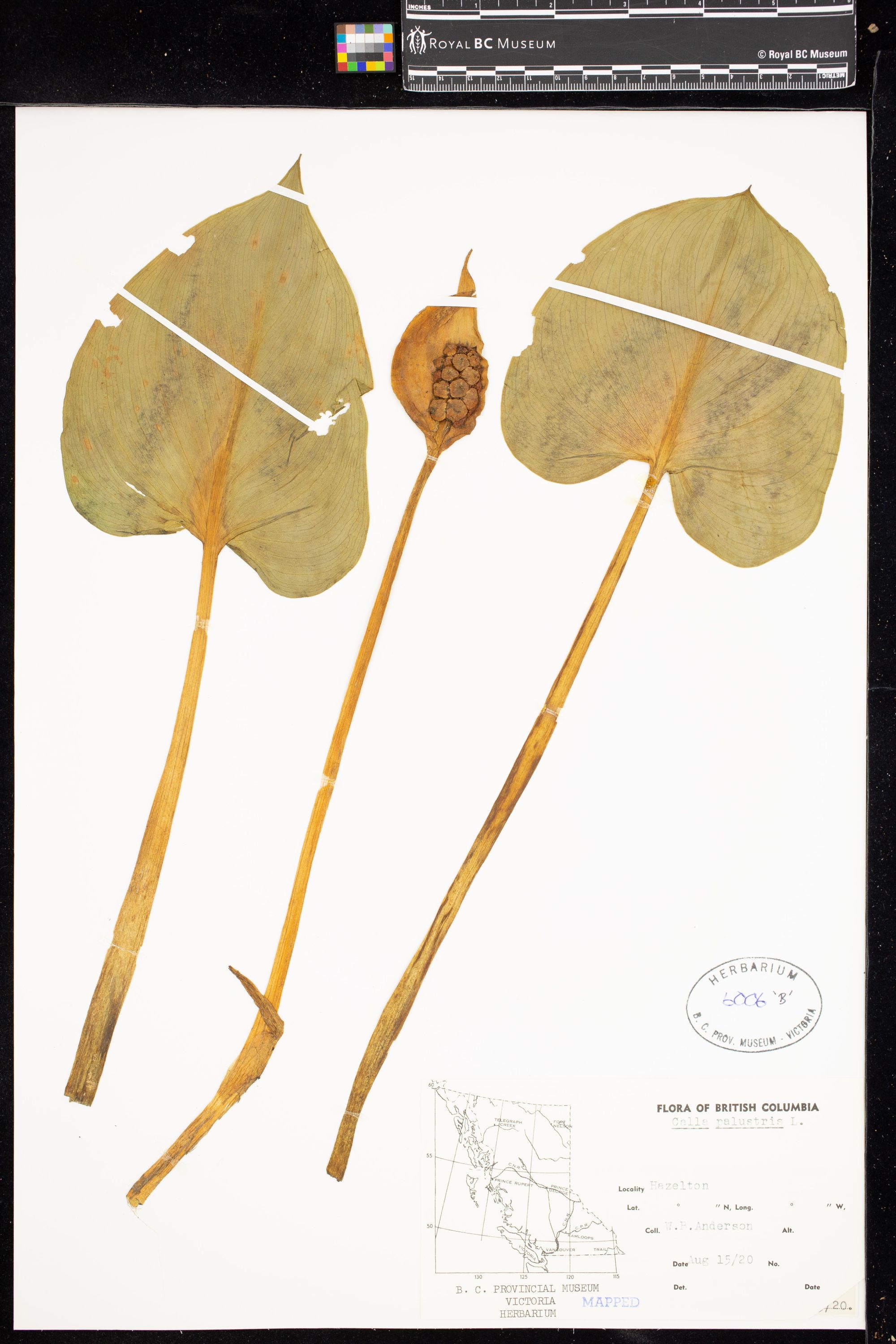 Image representing Calla palustris.