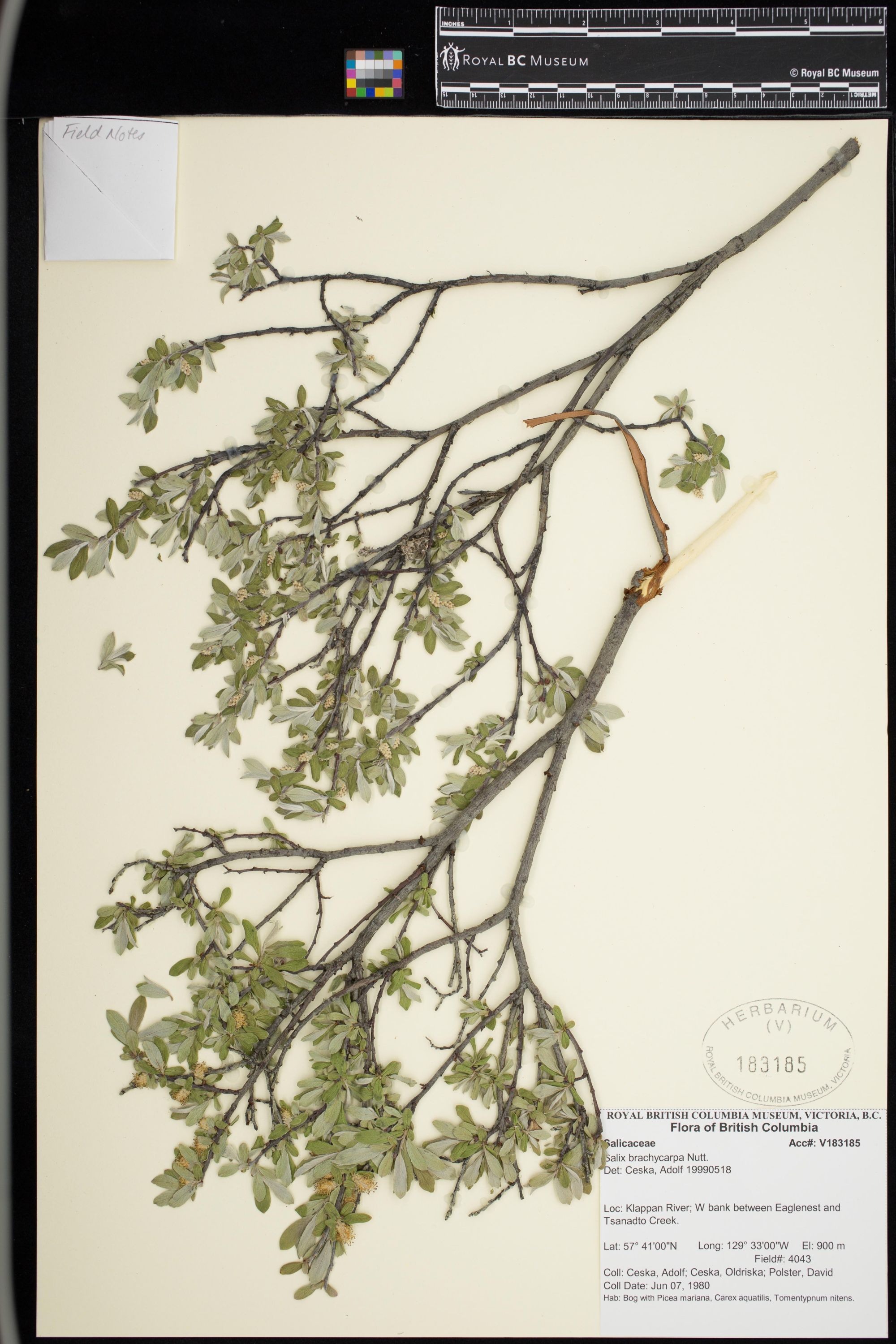 Image representing Salix brachycarpa.