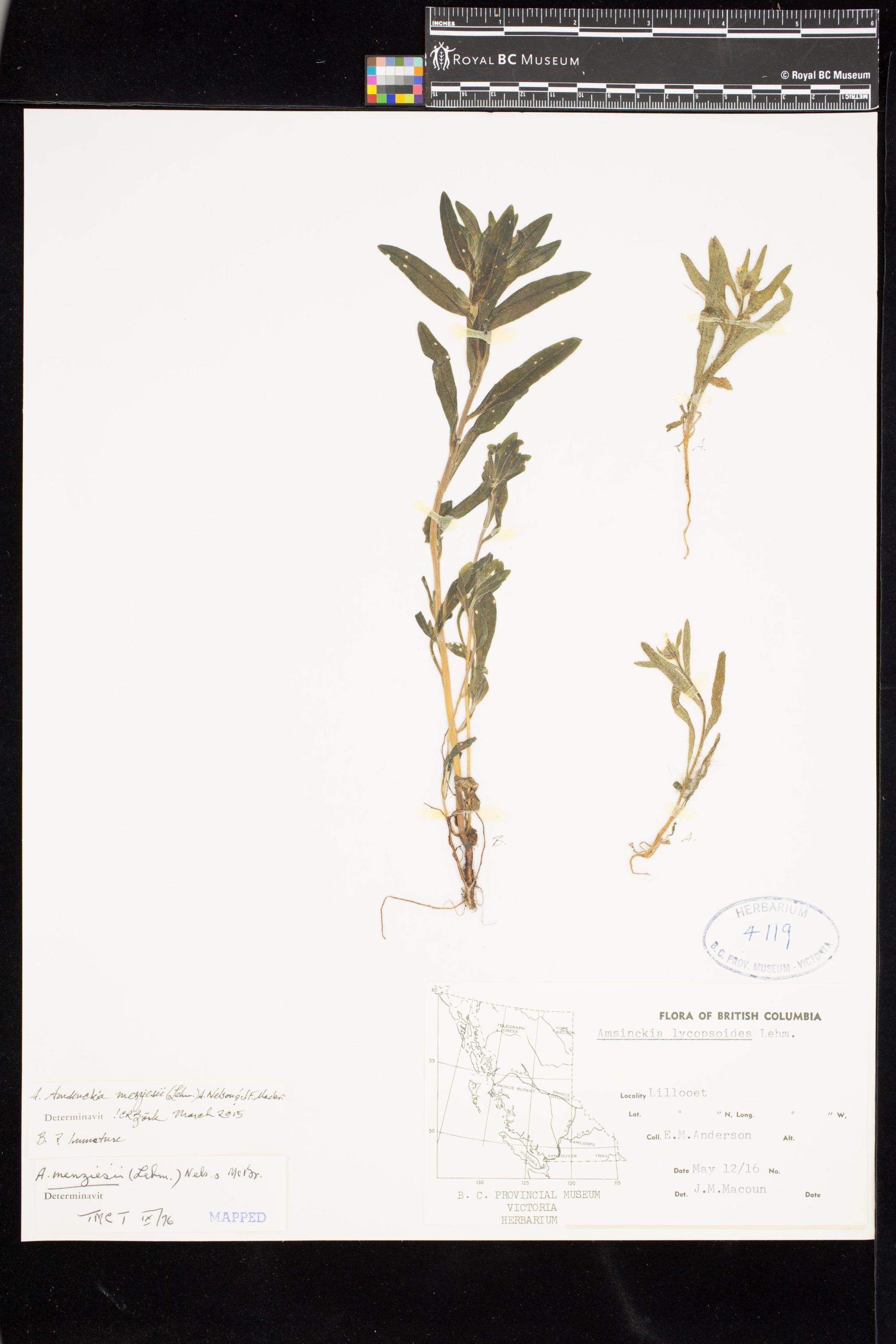 Image representing Amsinckia menziesii.