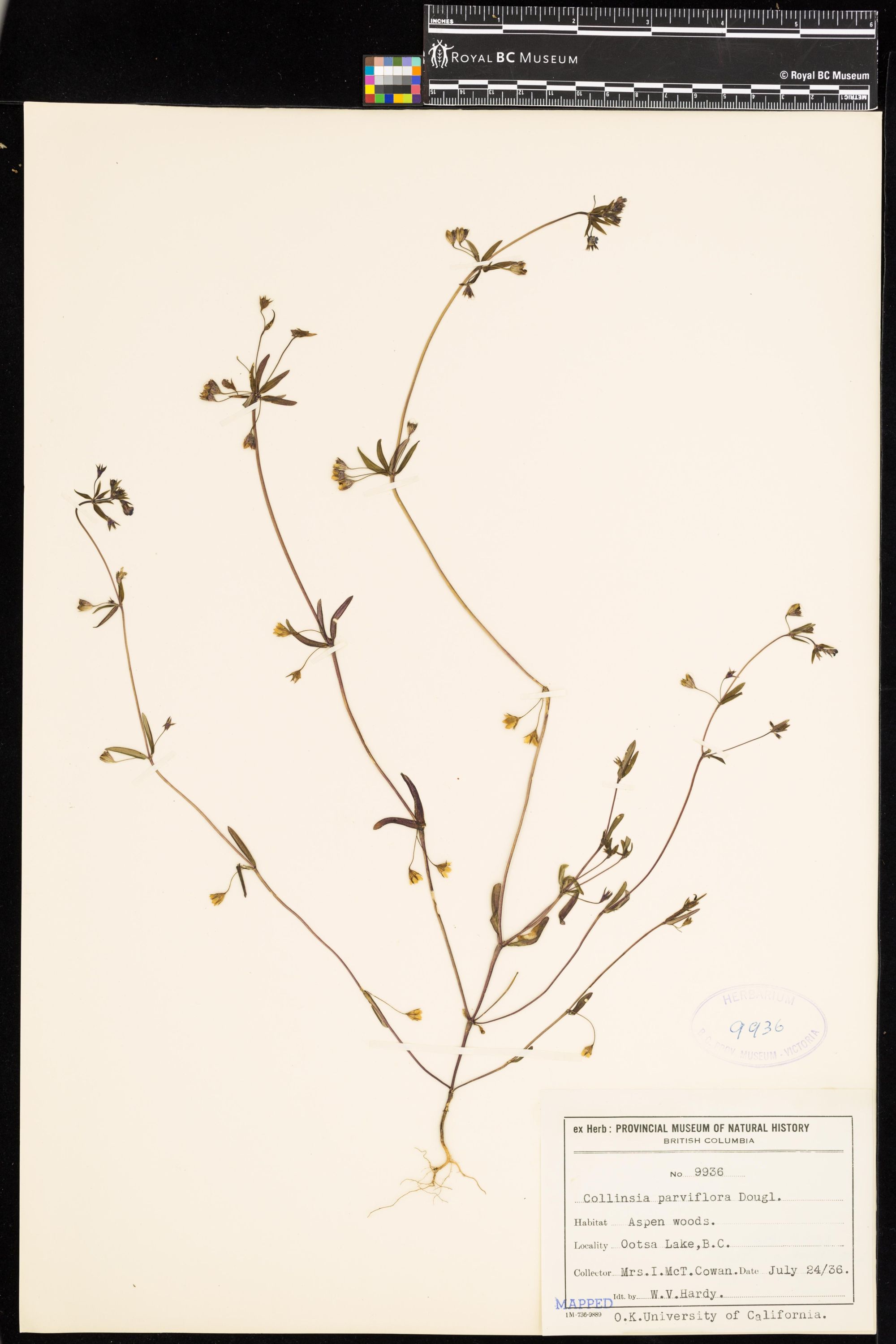 Image representing Collinsia parviflora.