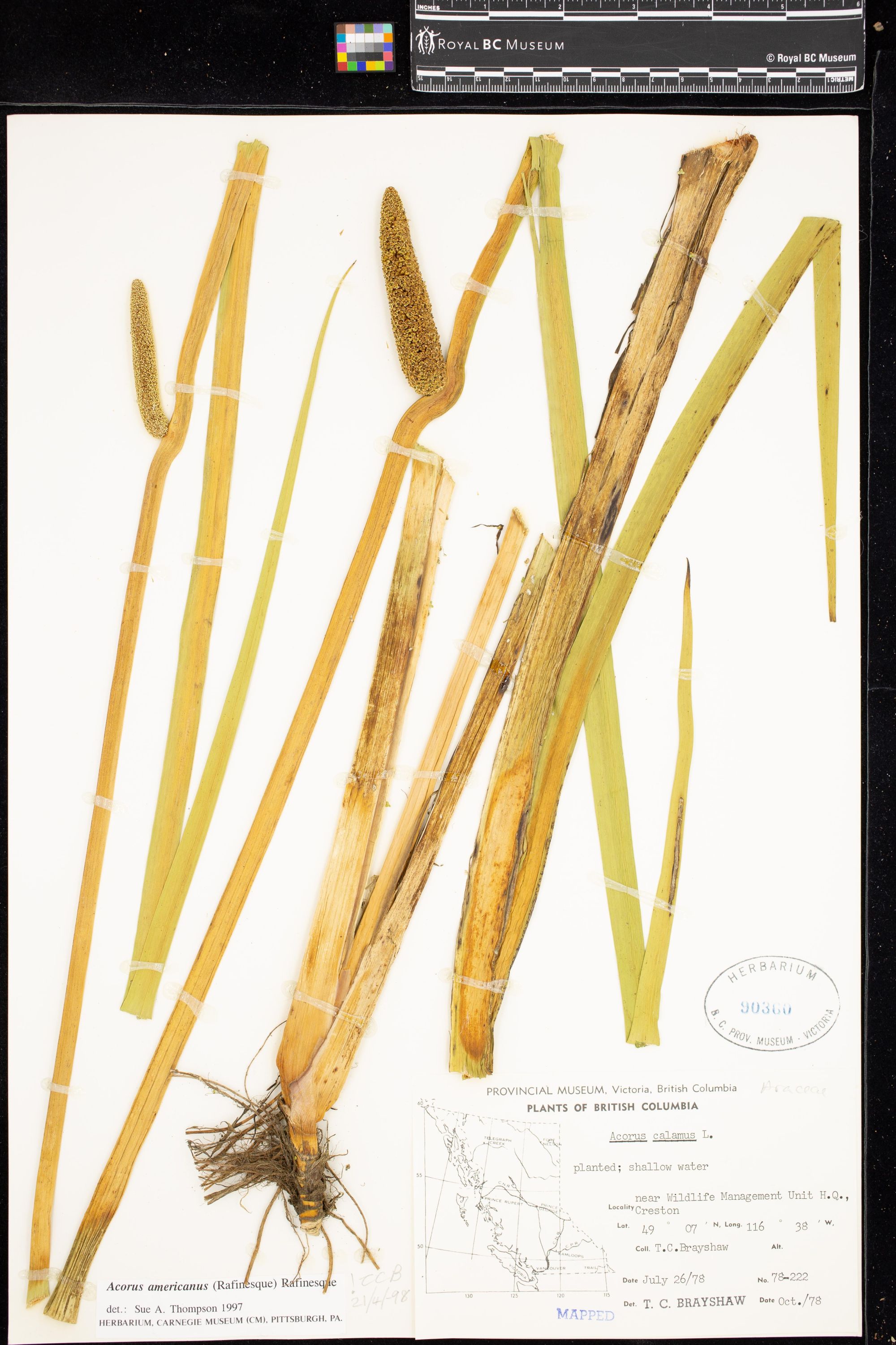 Image representing Acorus americanus.