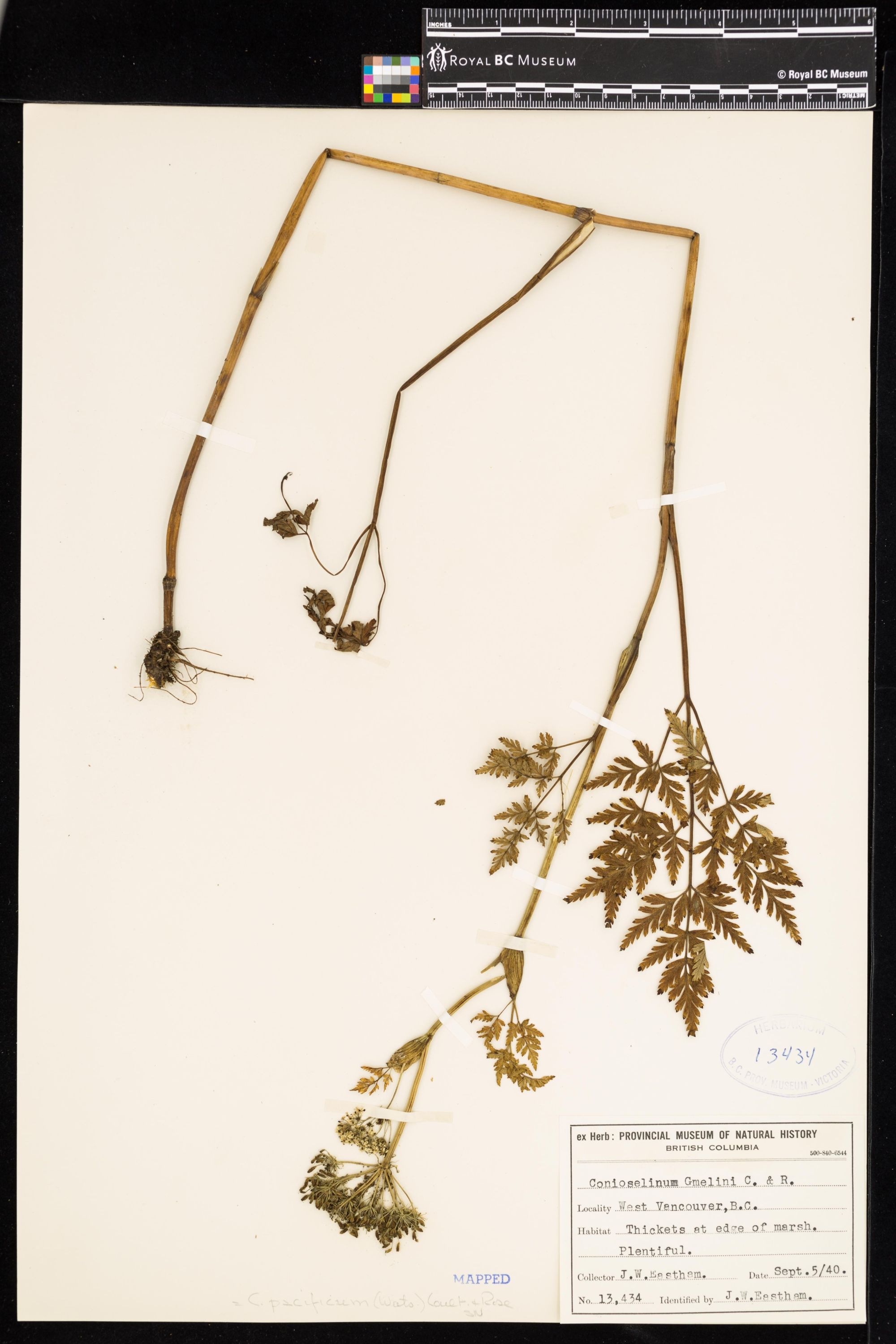 Image representing Conioselinum pacificum.