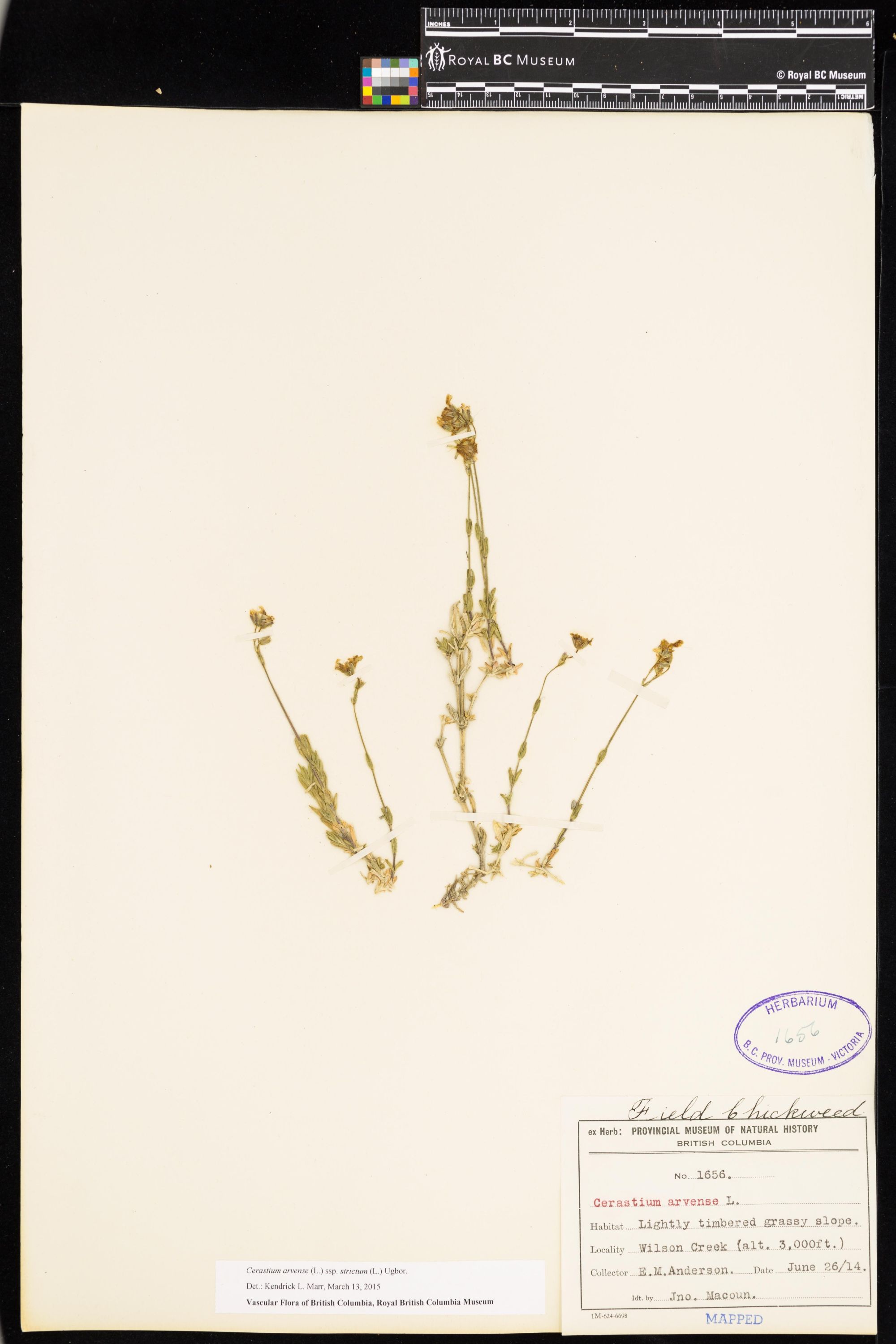 Image représentant Cerastium arvense ssp. strictum