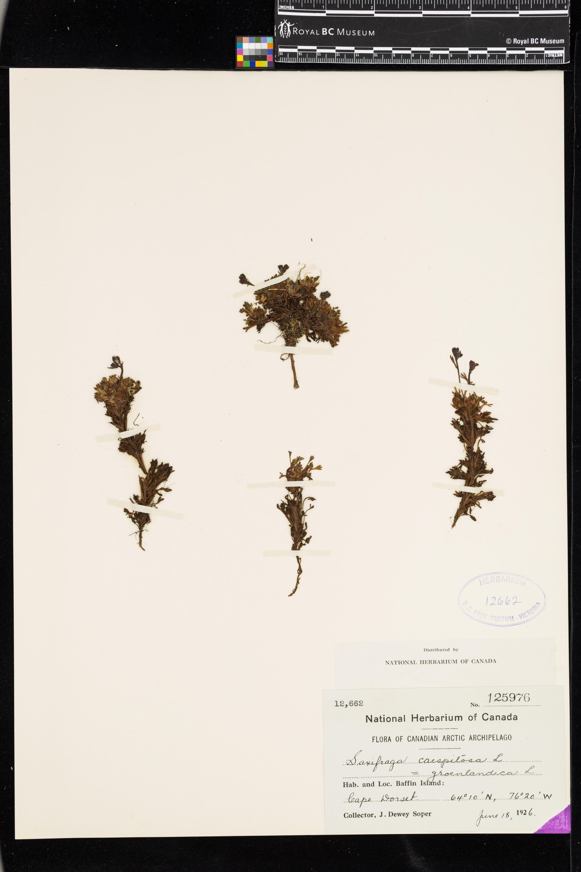 Image representing Saxifraga caespitosa.