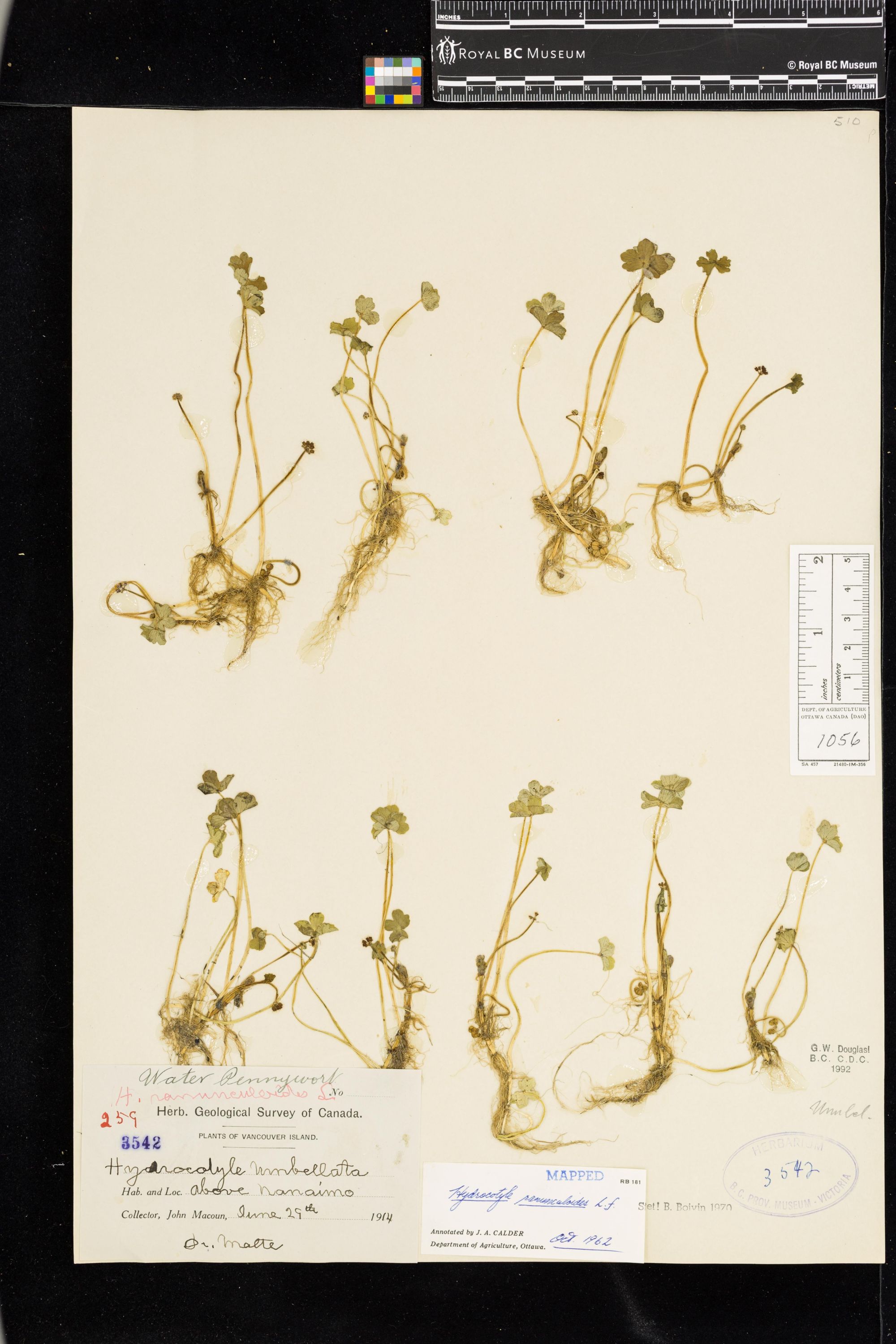 Image representing Hydrocotyle ranunculoides.