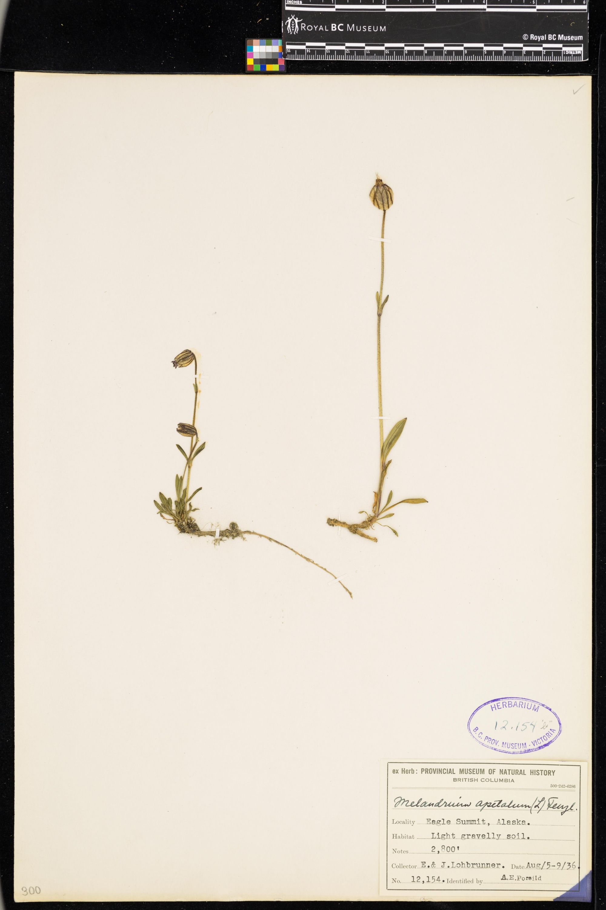 Image representing Silene uralensis ssp. uralensis.