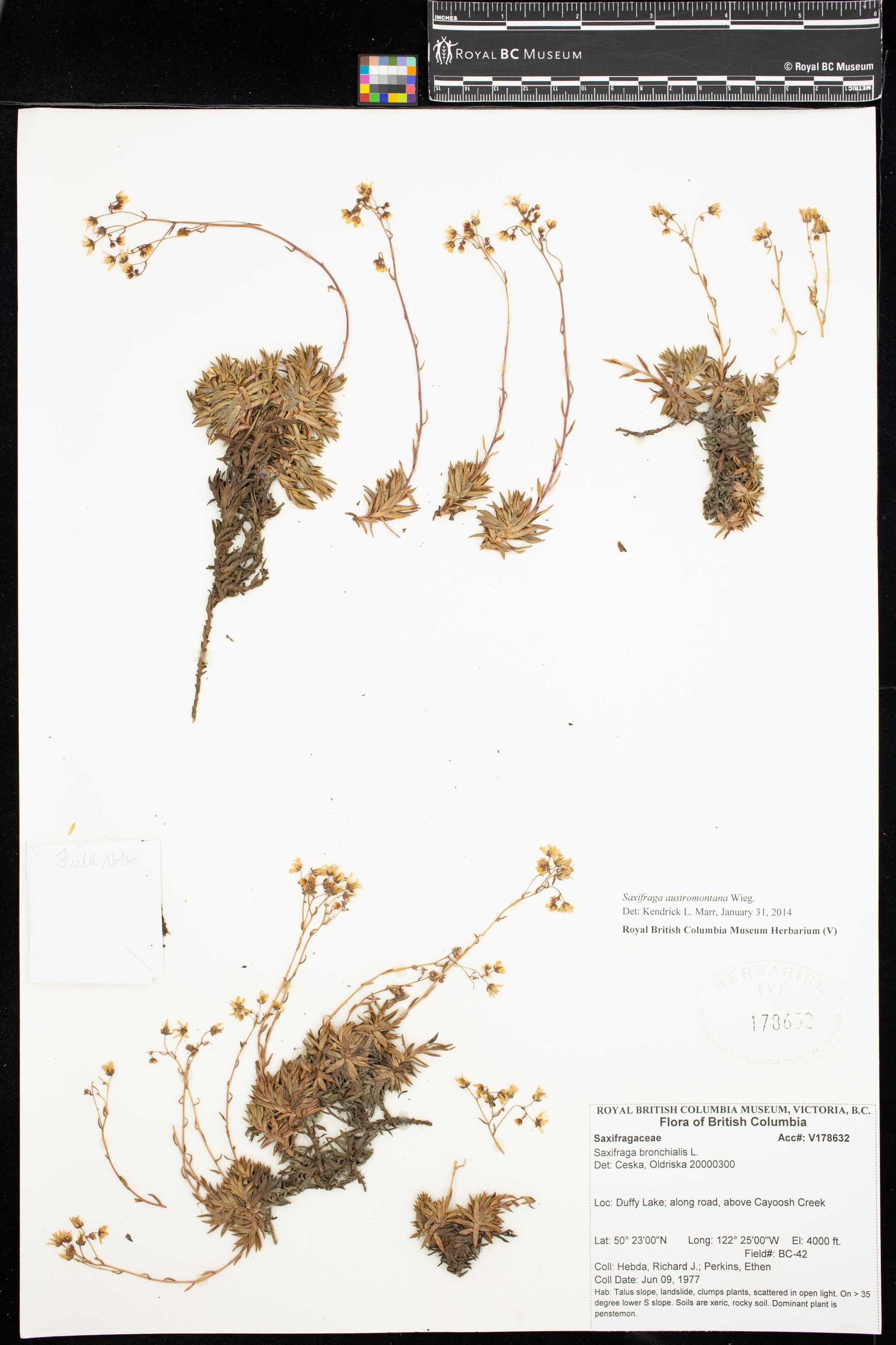 Image representing Saxifraga austromontana.