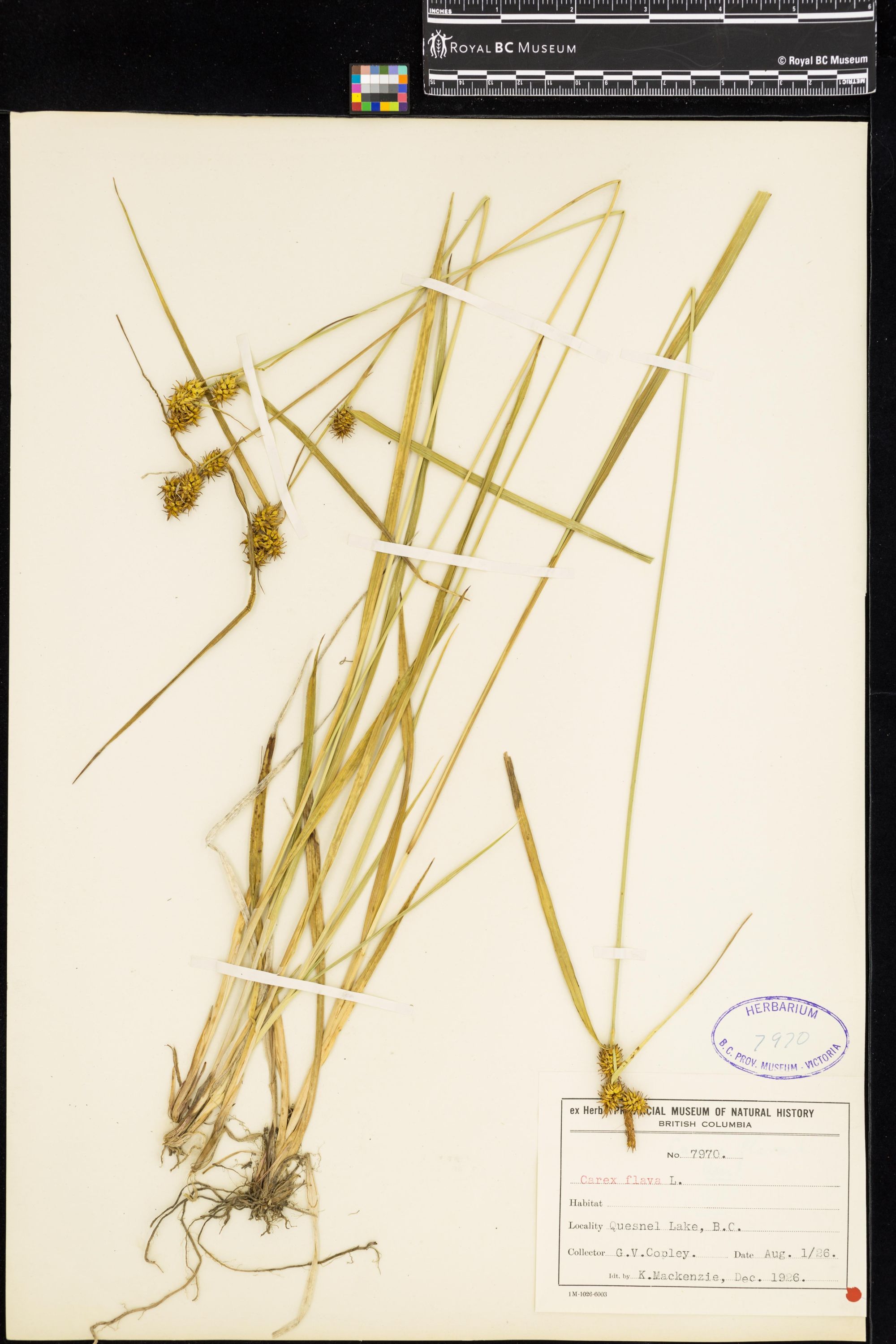 Image representing Carex flava.