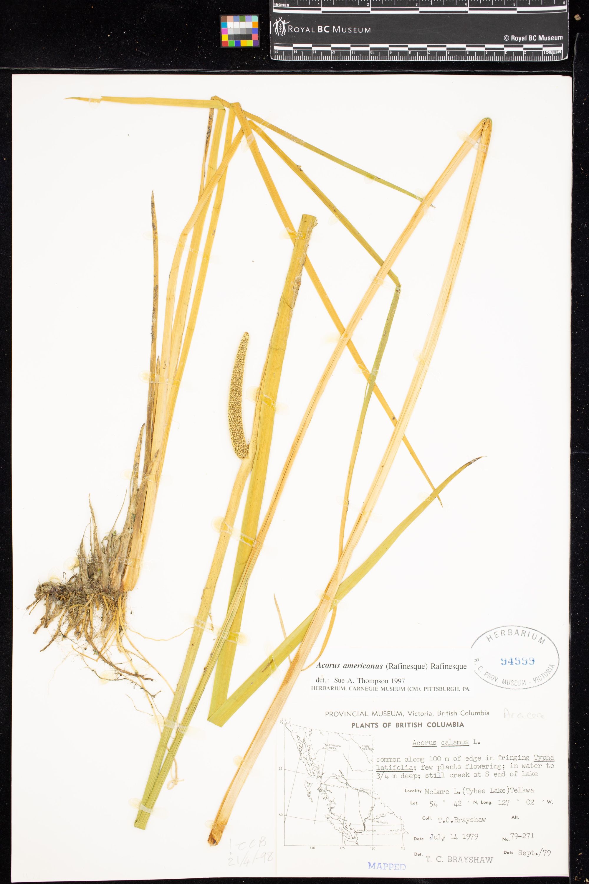 Image representing Acorus americanus.