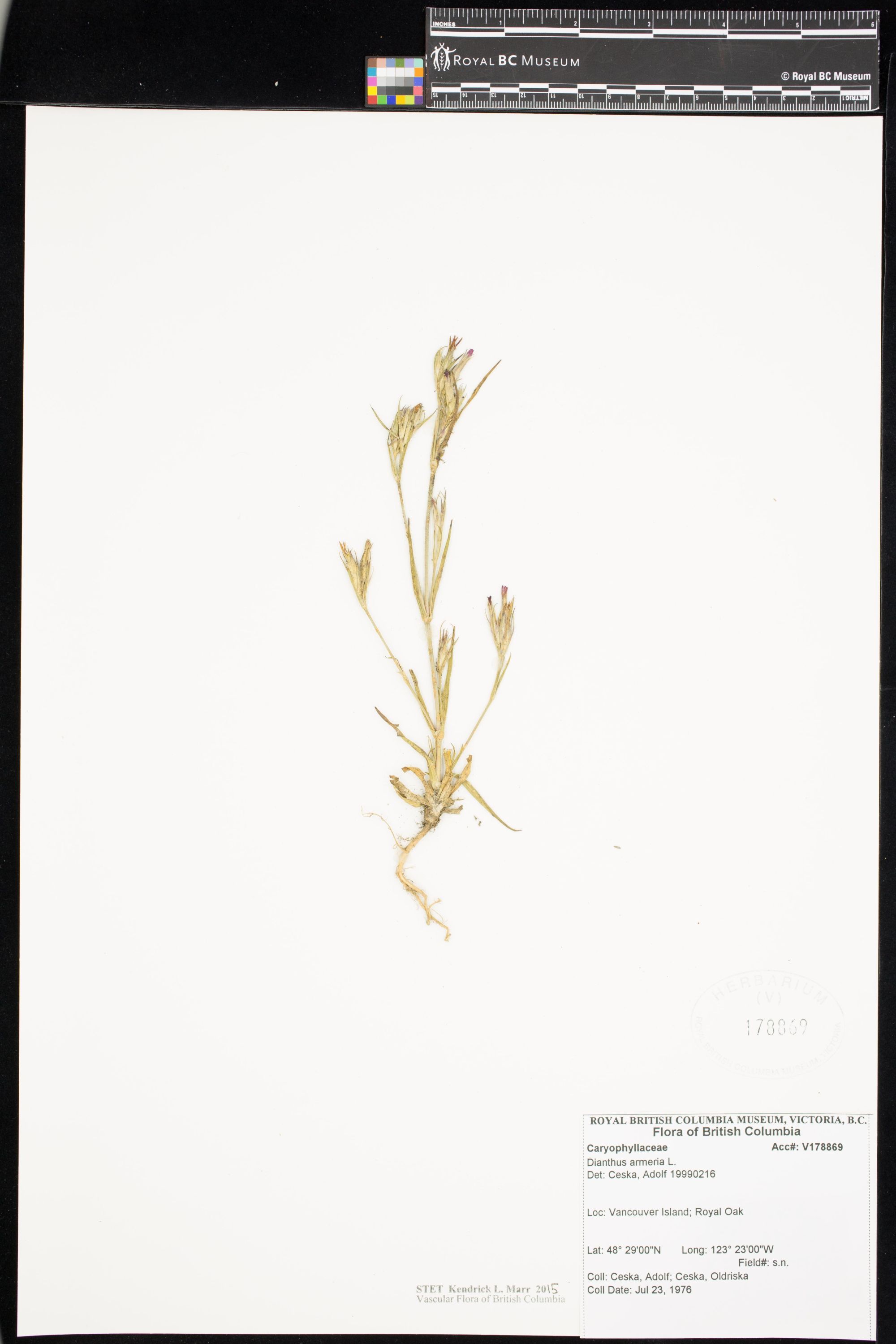 Image representing Dianthus armeria.