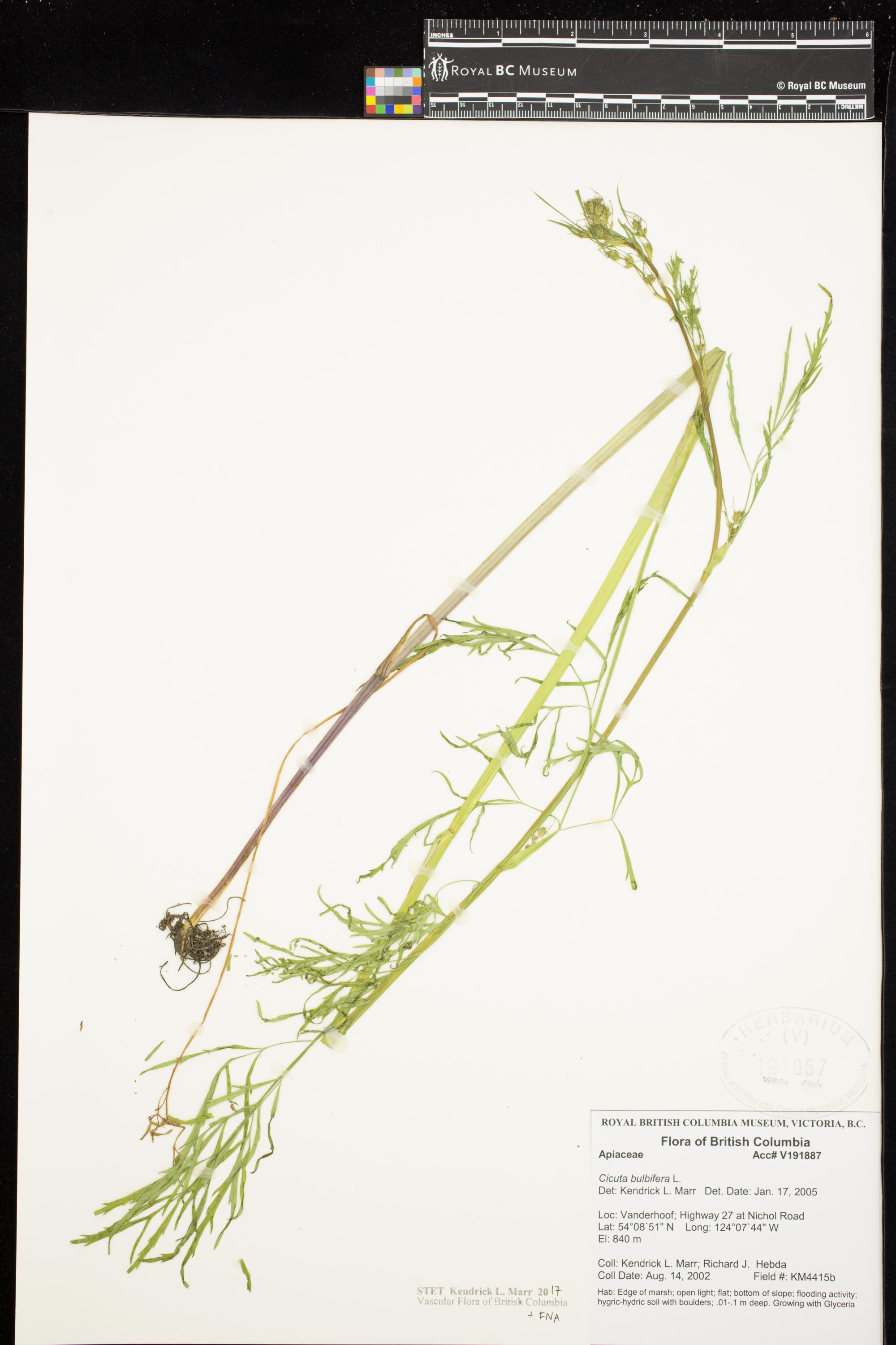 Image representing Cicuta bulbifera.