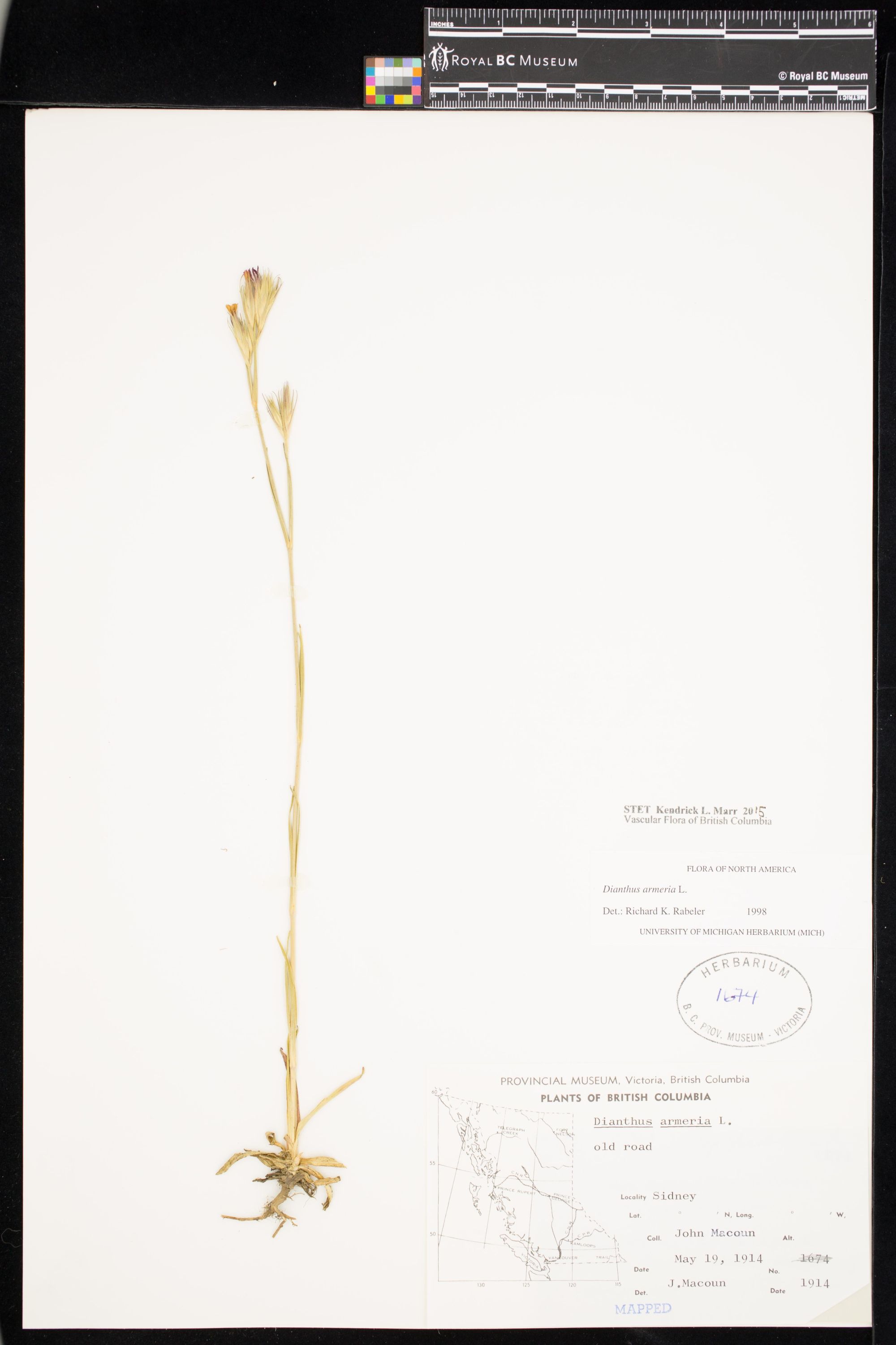 Image représentant Dianthus armeria