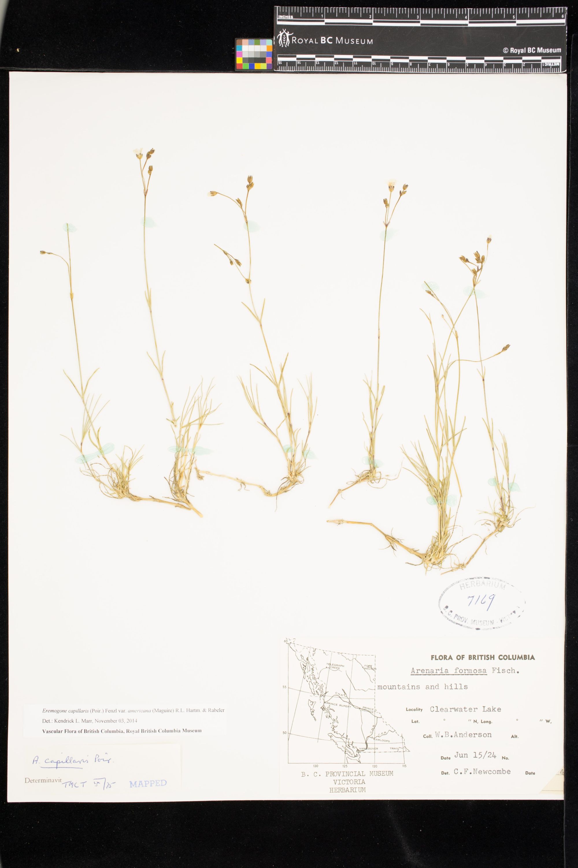 Image representing Eremogone capillaris var. americana.