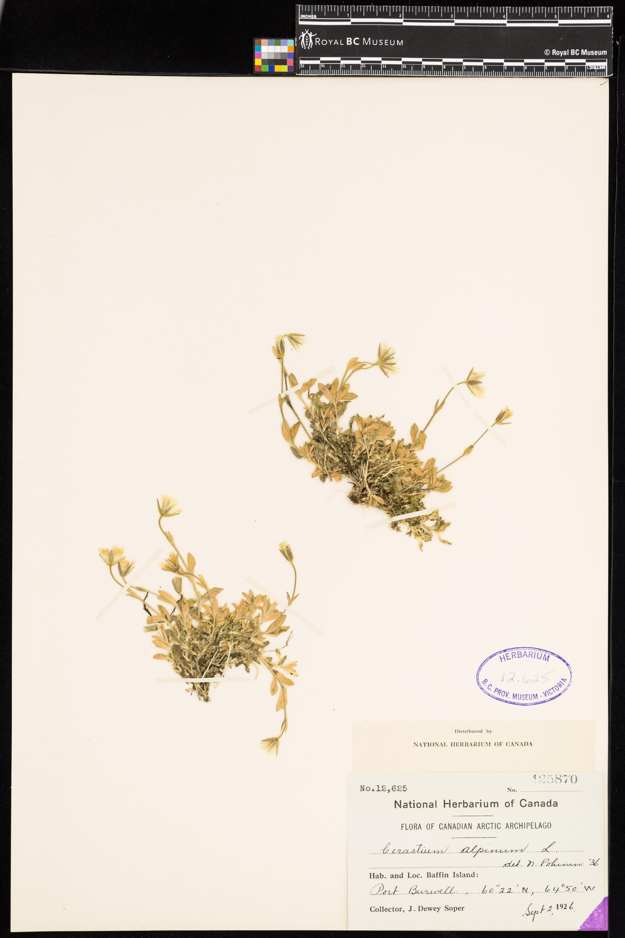 Image representing Cerastium alpinum.