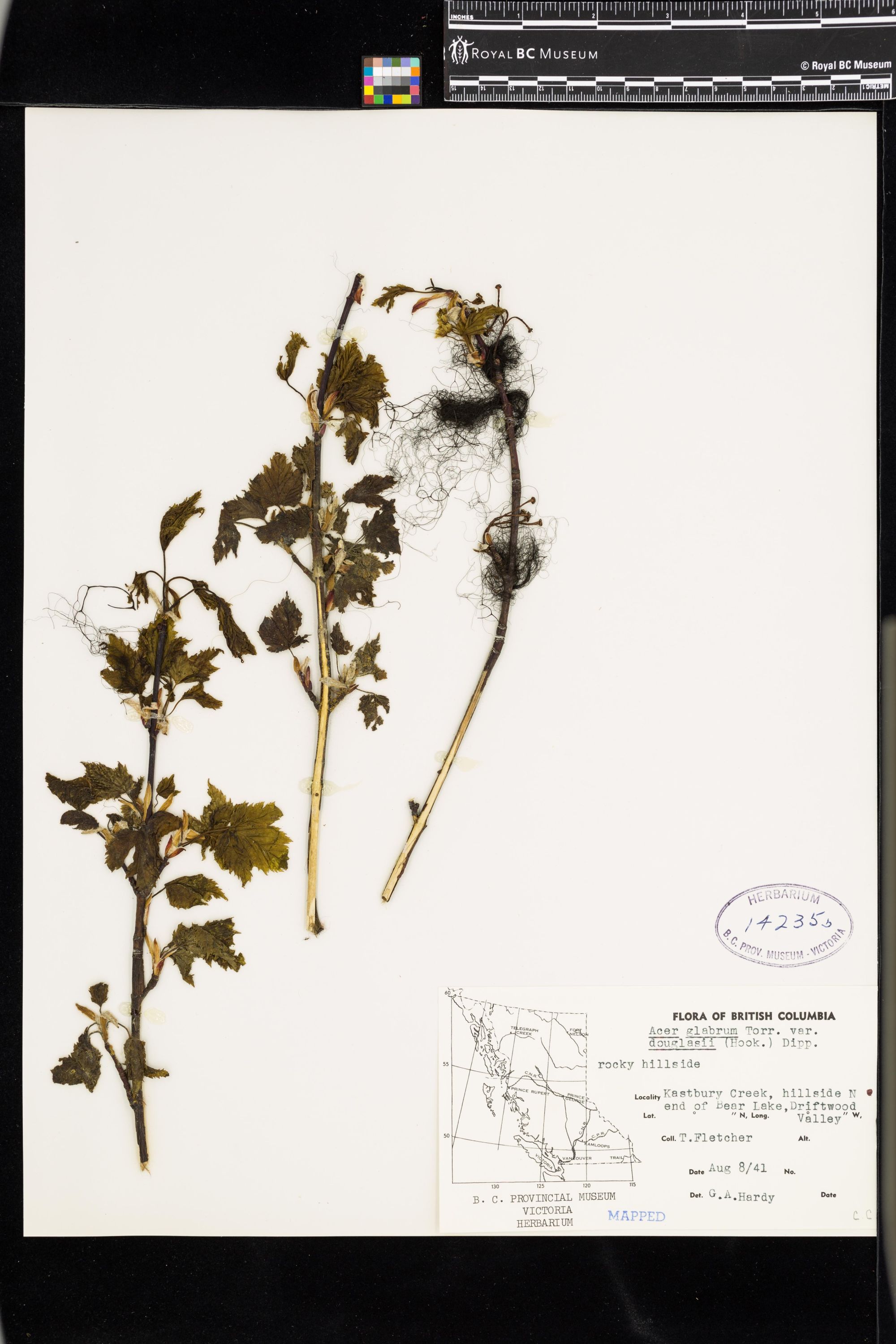 Image representing Acer glabrum var. douglasii.