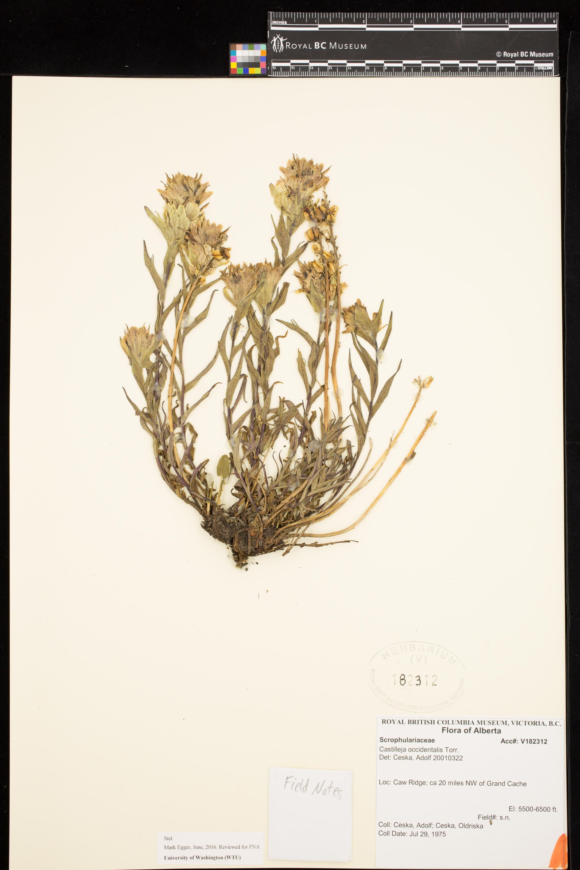 Image representing Castilleja occidentalis.