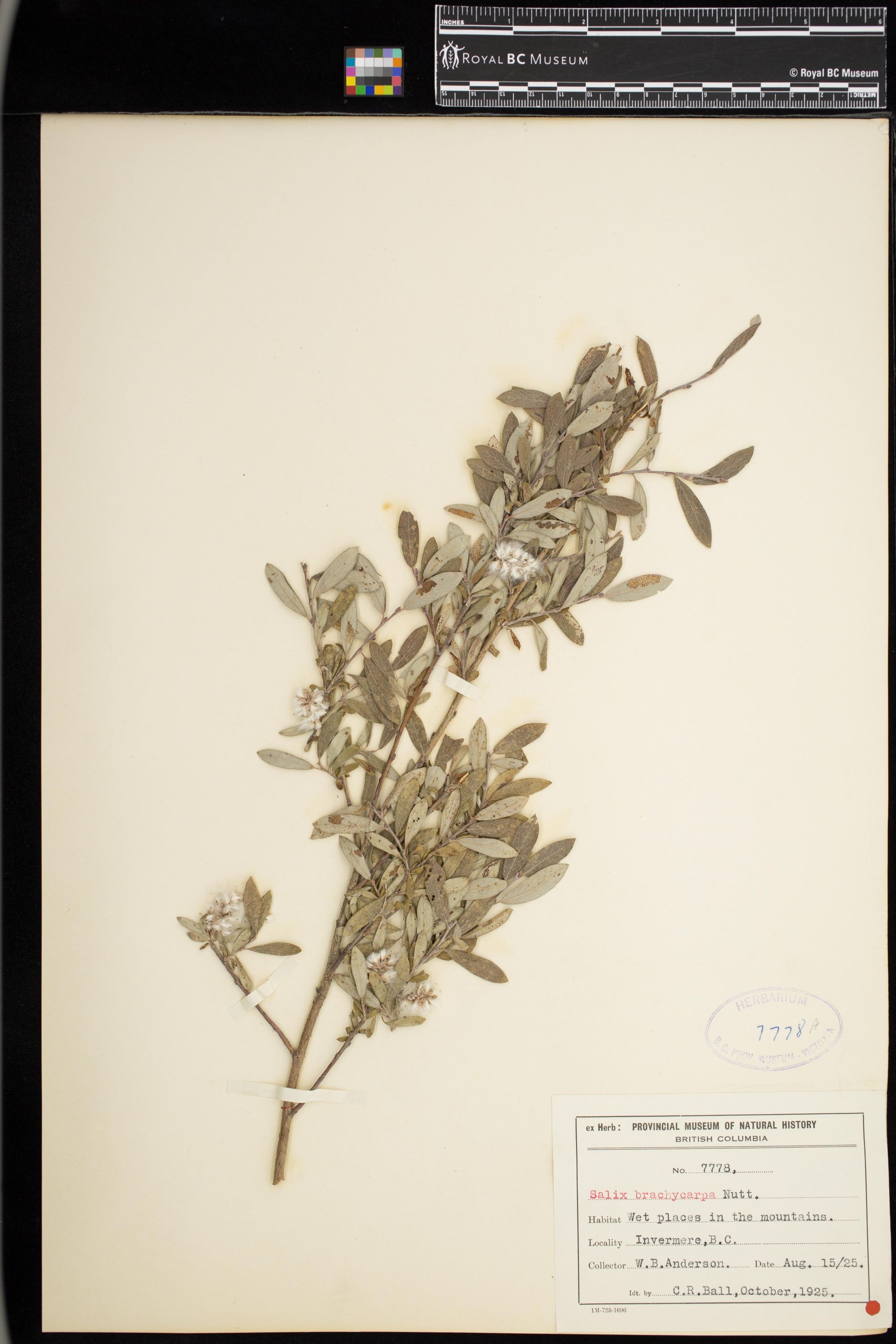 Image representing Salix brachycarpa.