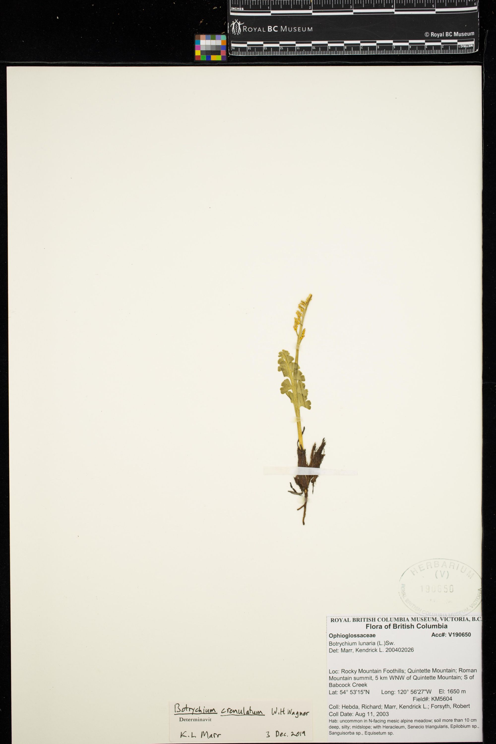 Image representing Botrychium crenulatum.