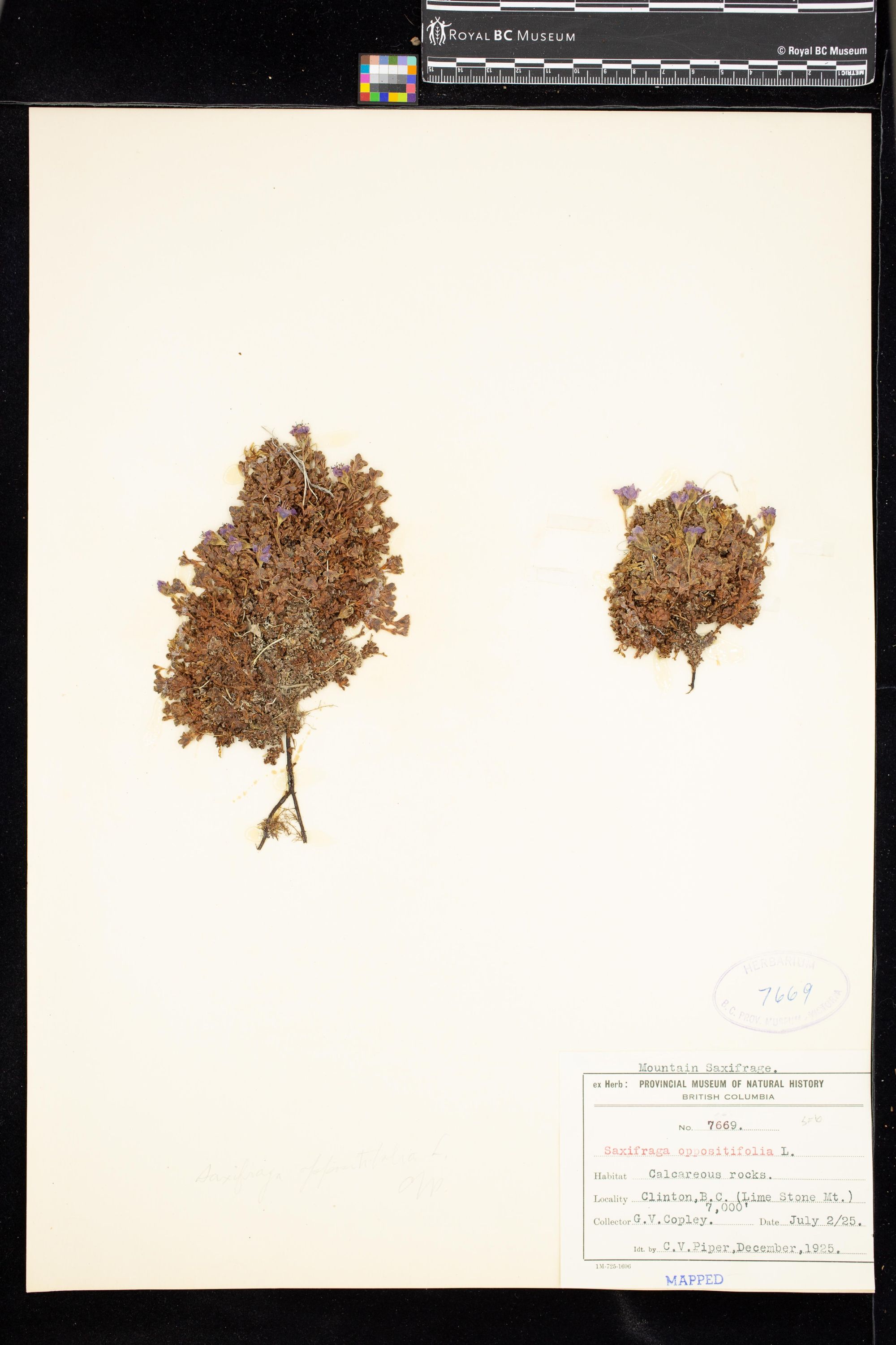 Image representing Saxifraga oppositifolia.