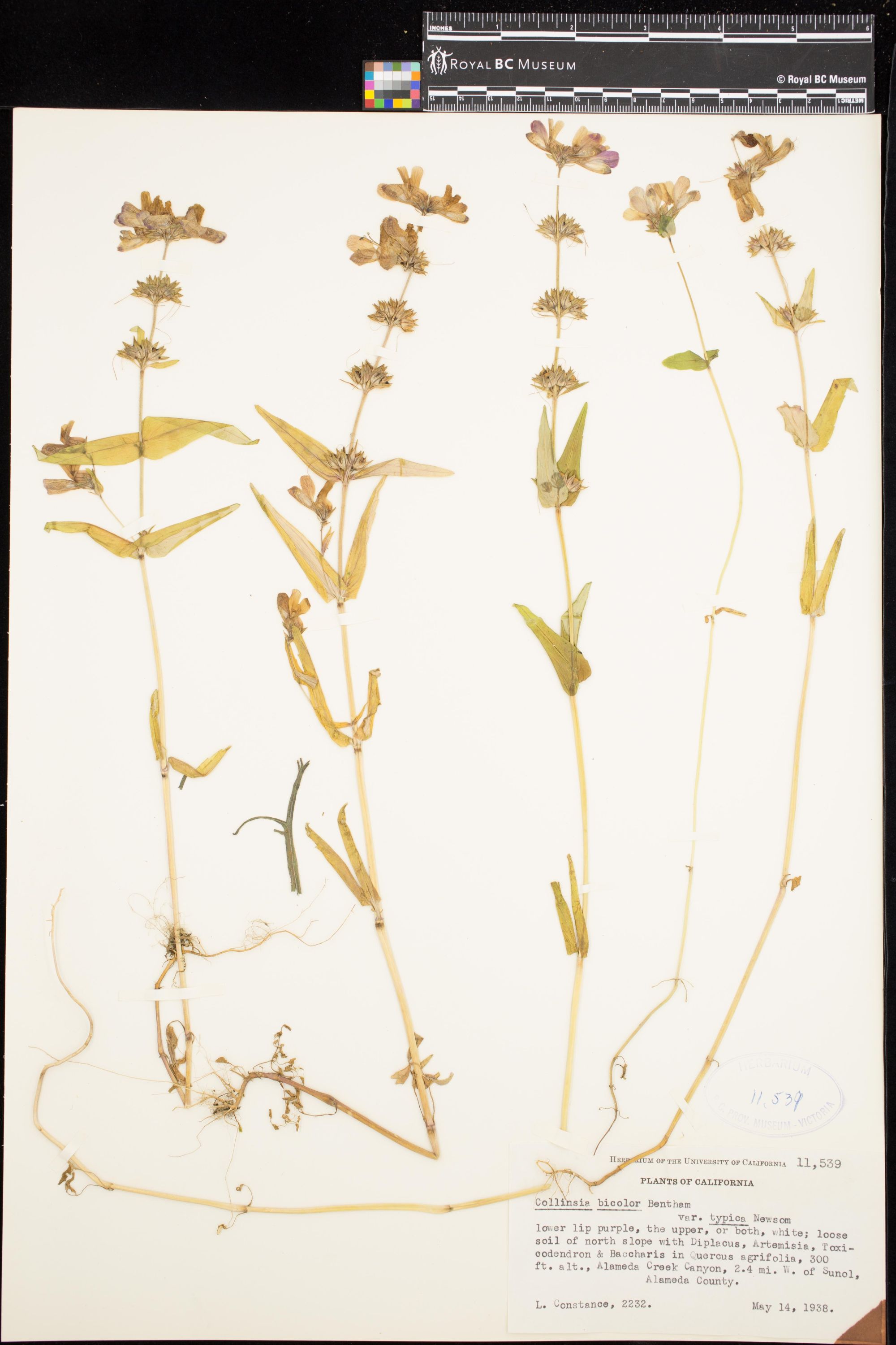 Image representing Collinsia bicolor var. typica.