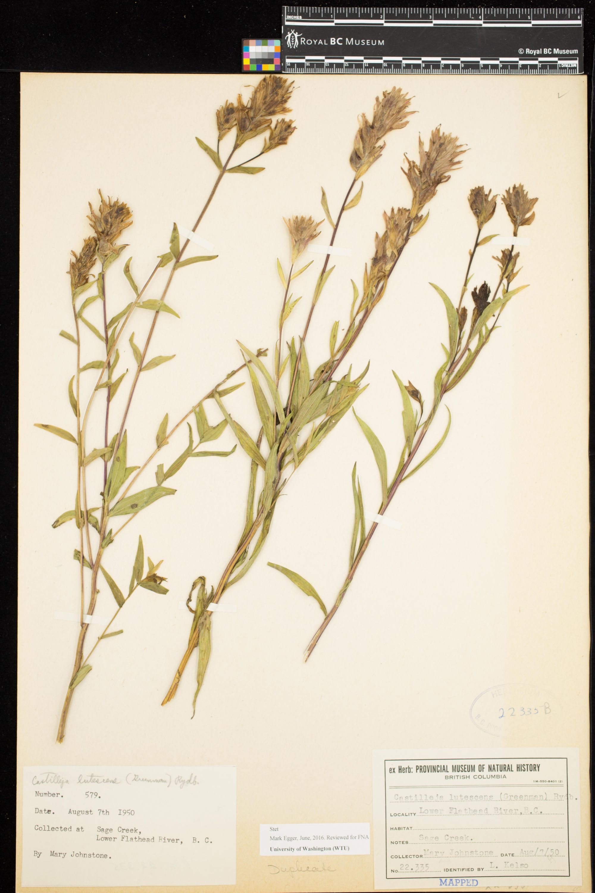 Image representing Castilleja lutescens.