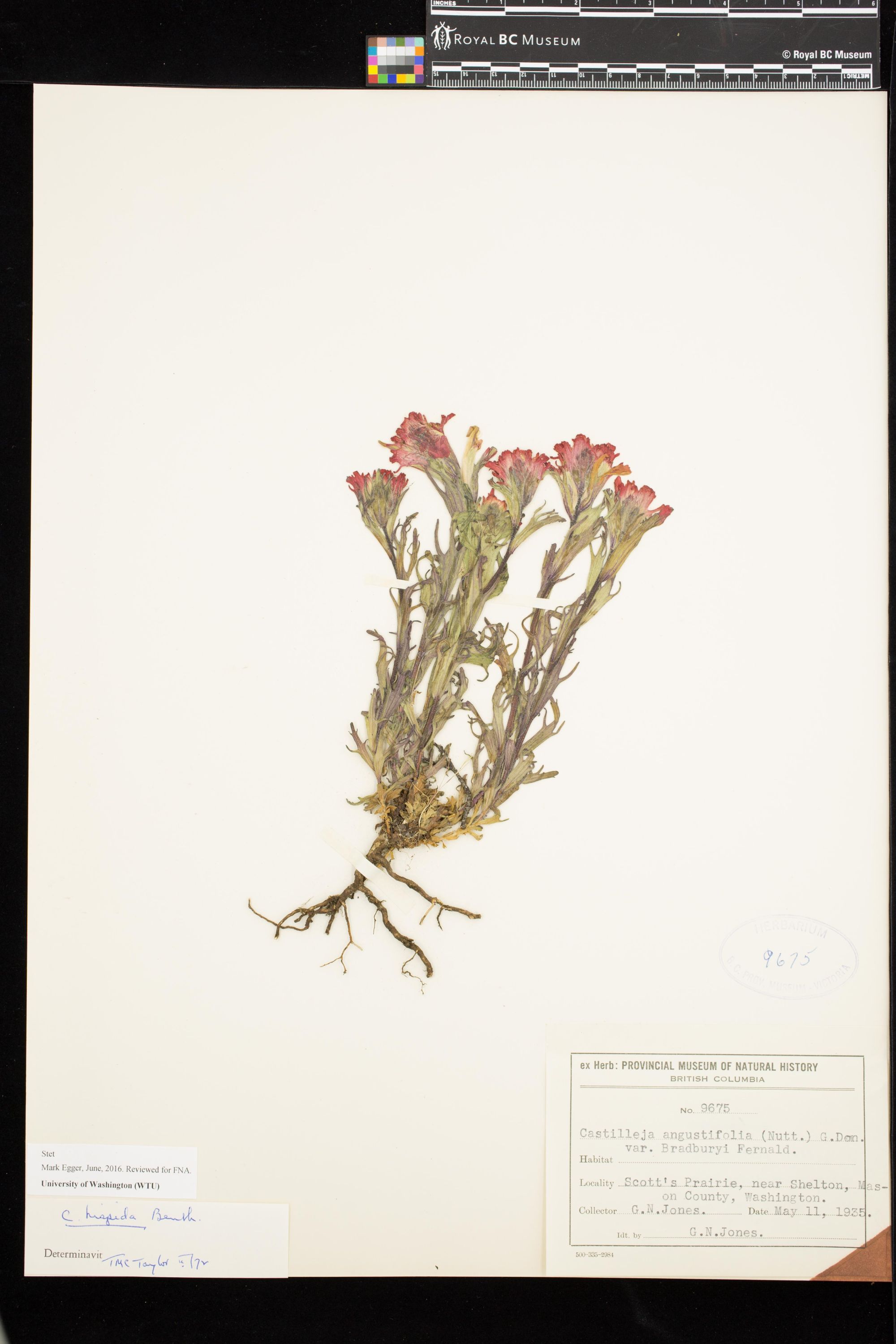 Image representing Castilleja hispida var. hispida.