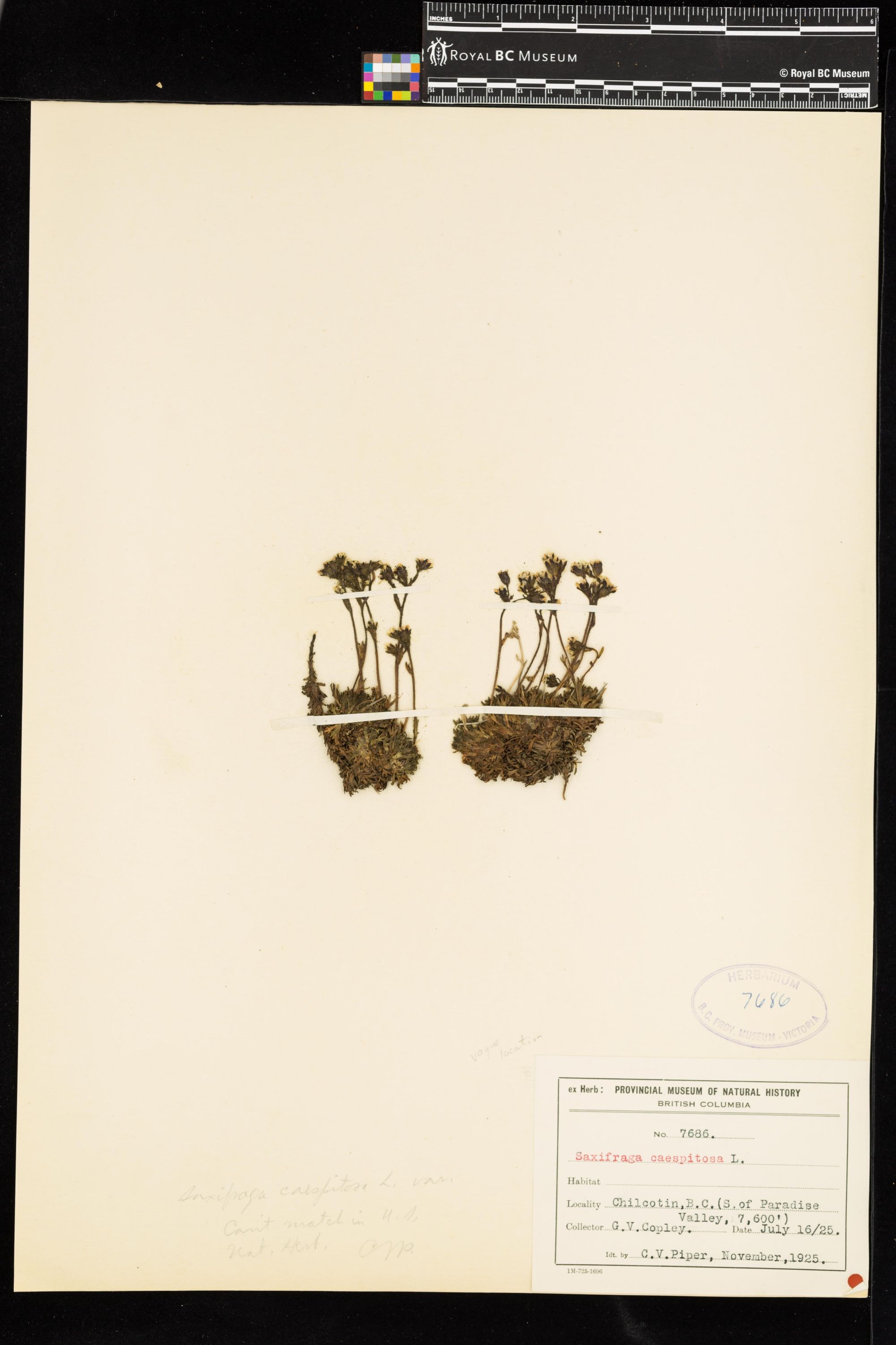 Image representing Saxifraga caespitosa.