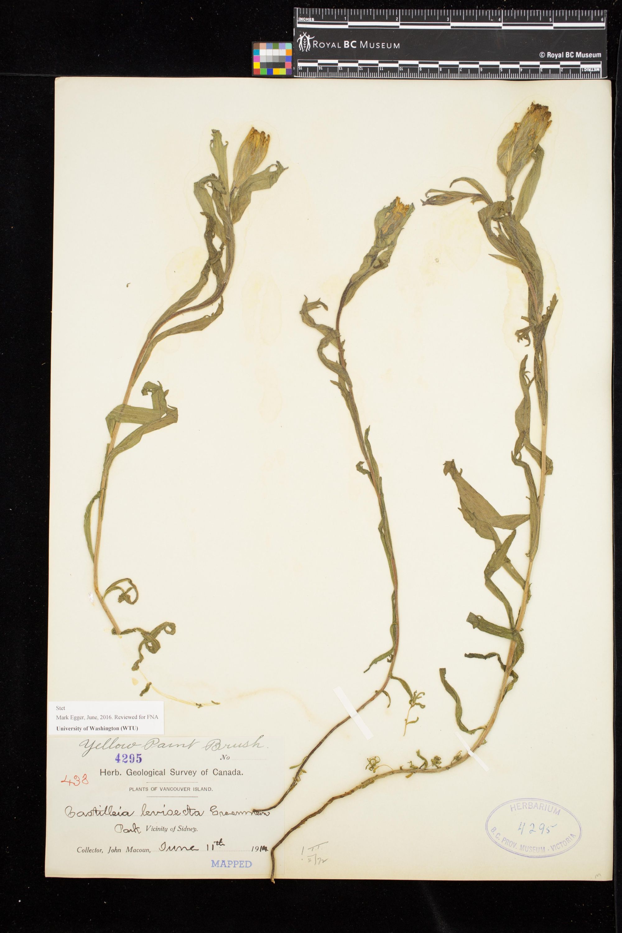 Image representing Castilleja levisecta.