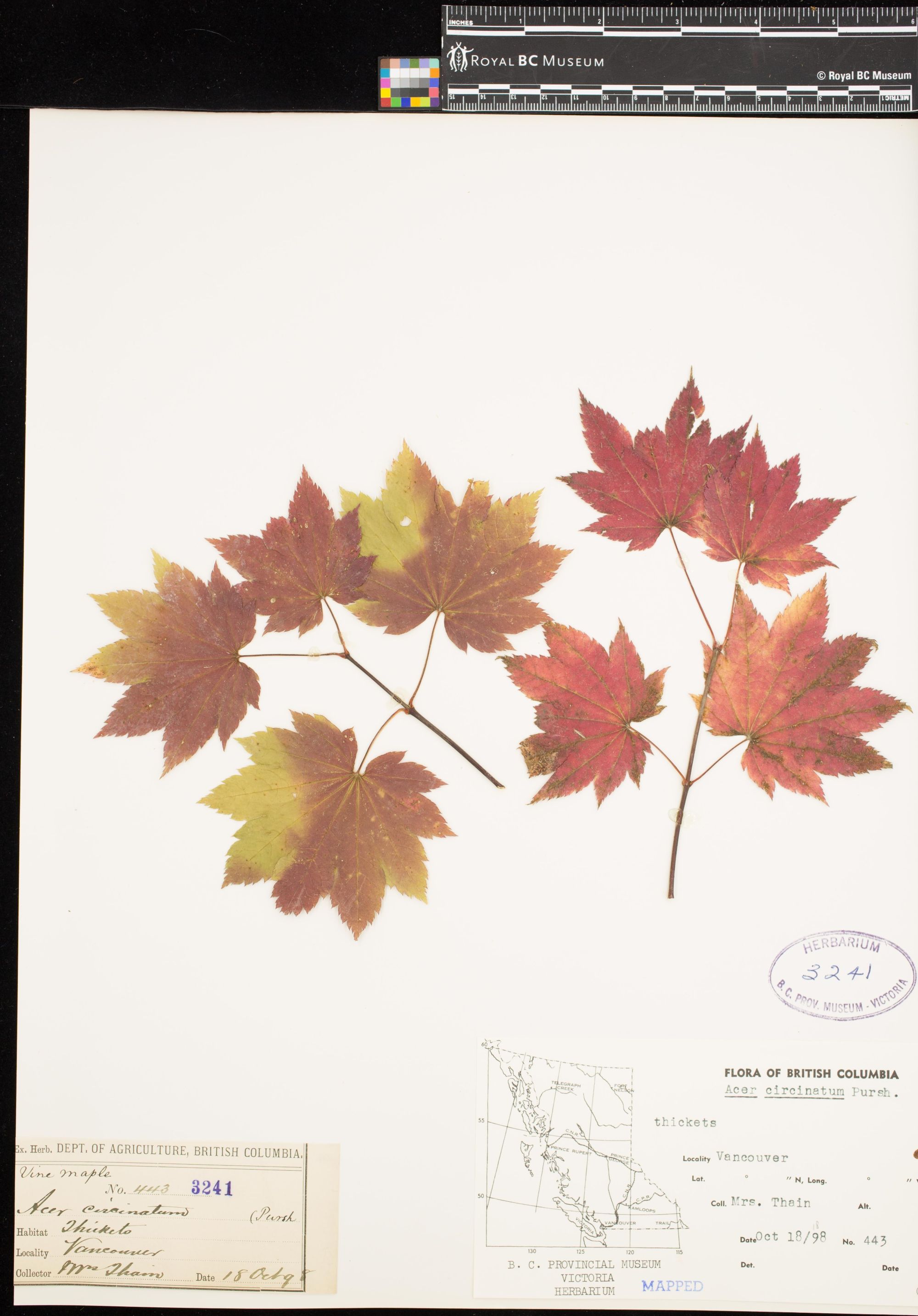 Image representing Acer circinatum.