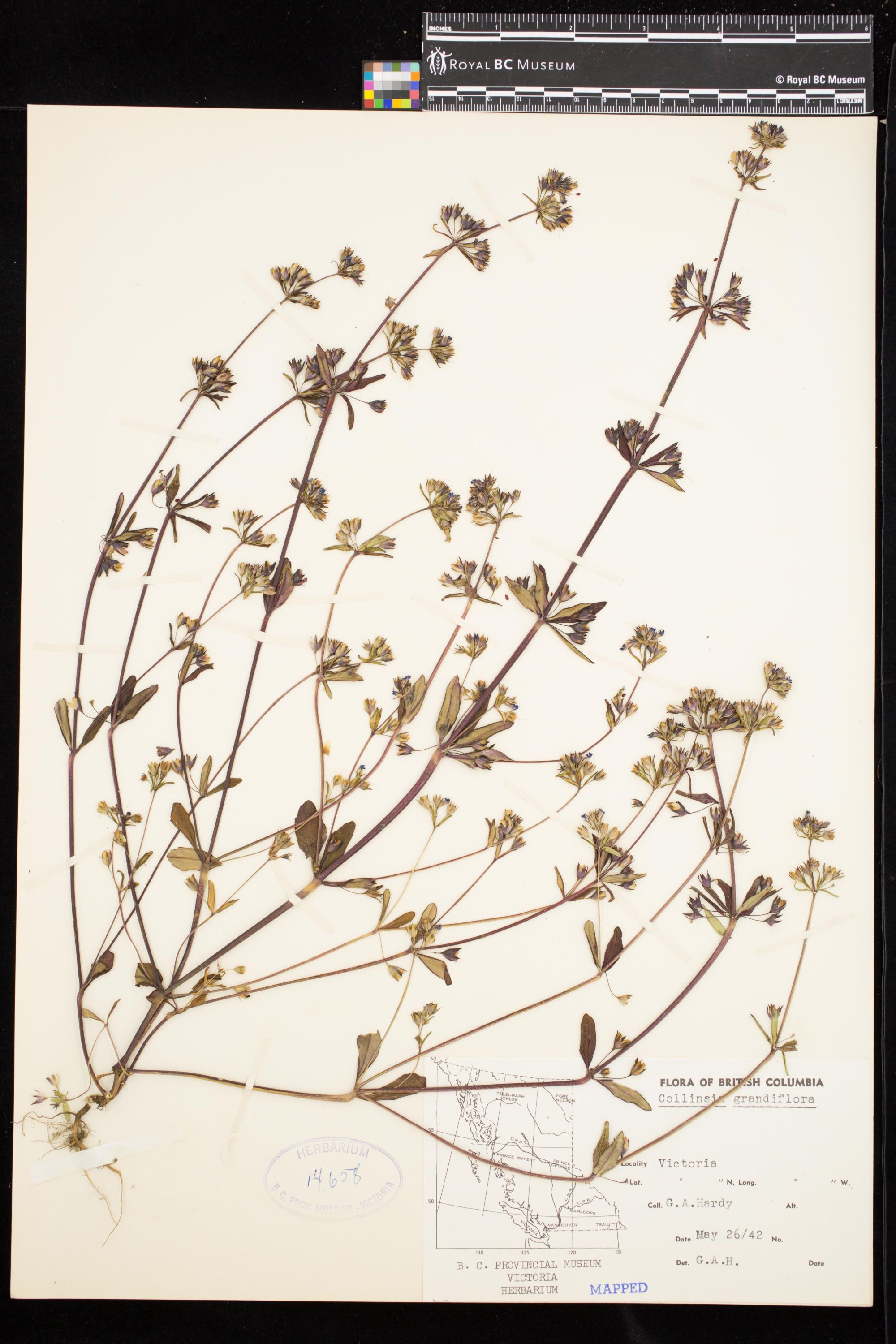 Image representing Collinsia grandiflora.