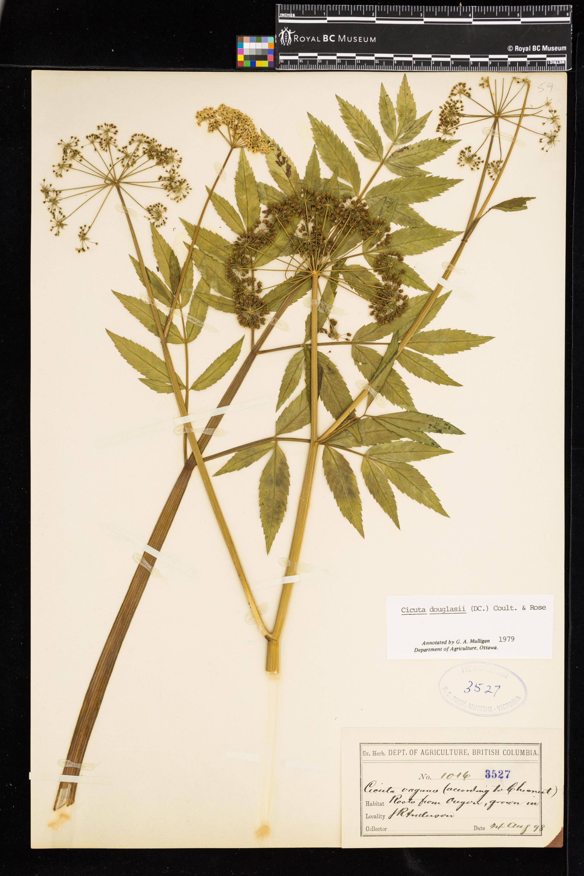 Image representing Cicuta douglasii.