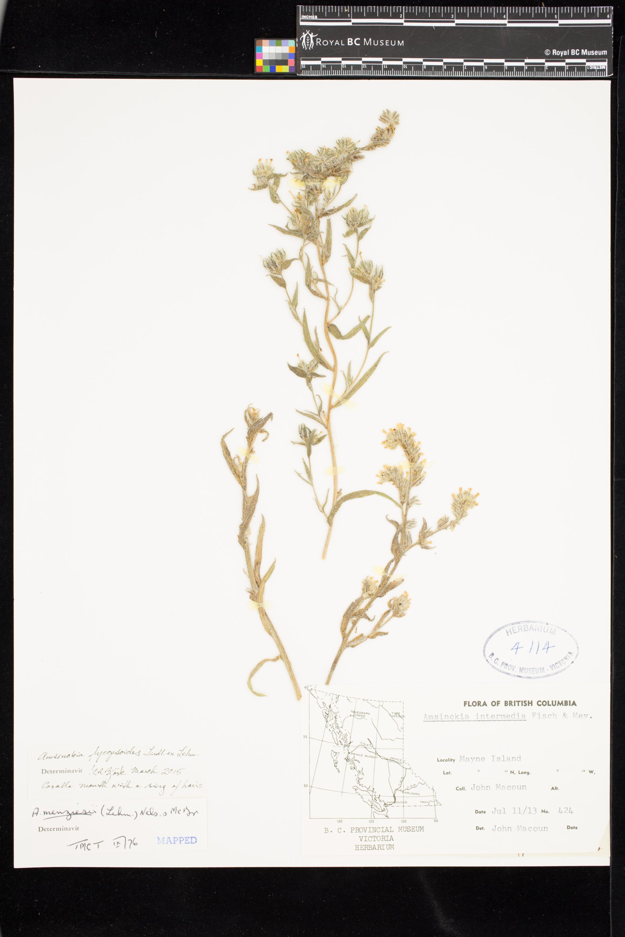 Image representing Amsinckia lycopsoides.