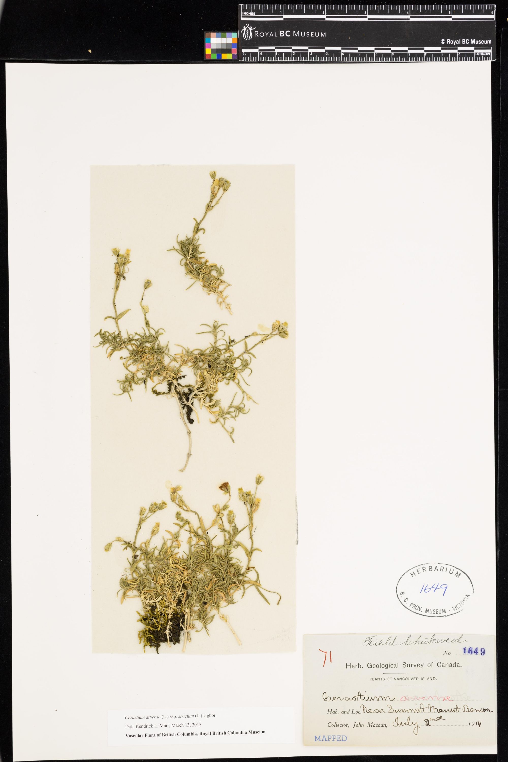 Image représentant Cerastium arvense ssp. strictum