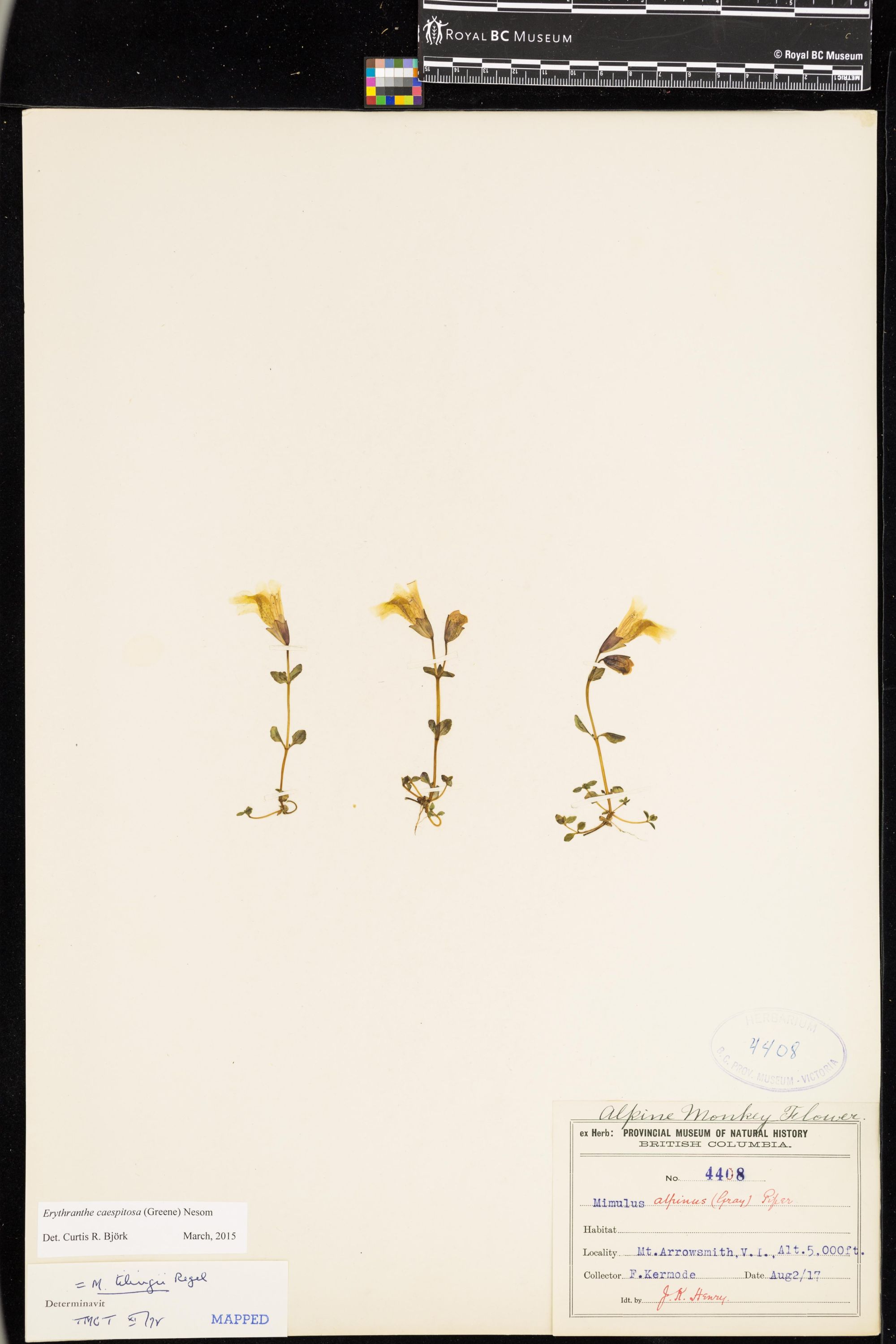 Image representing Erythranthe caespitosa.