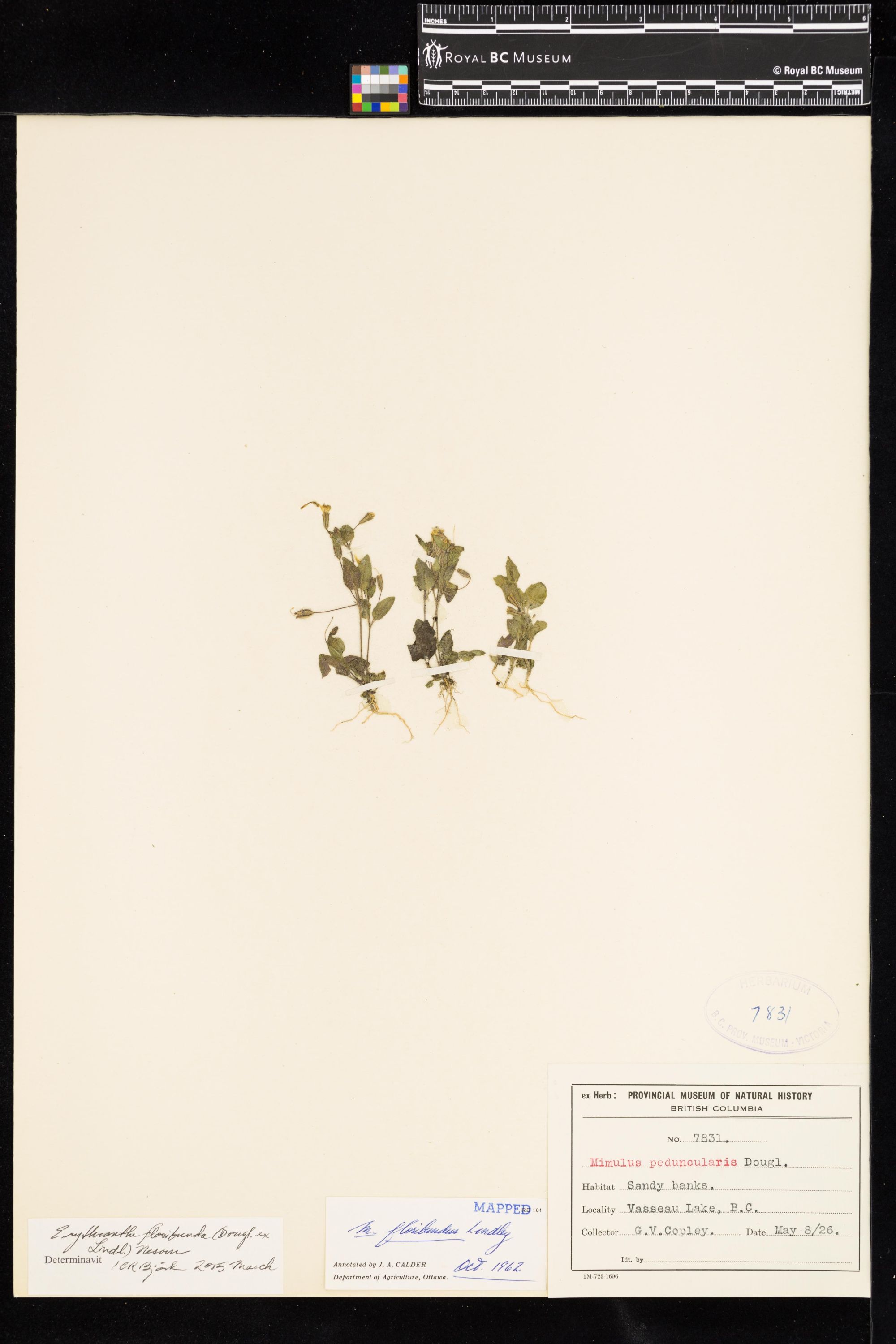 Image representing Erythranthe floribunda.