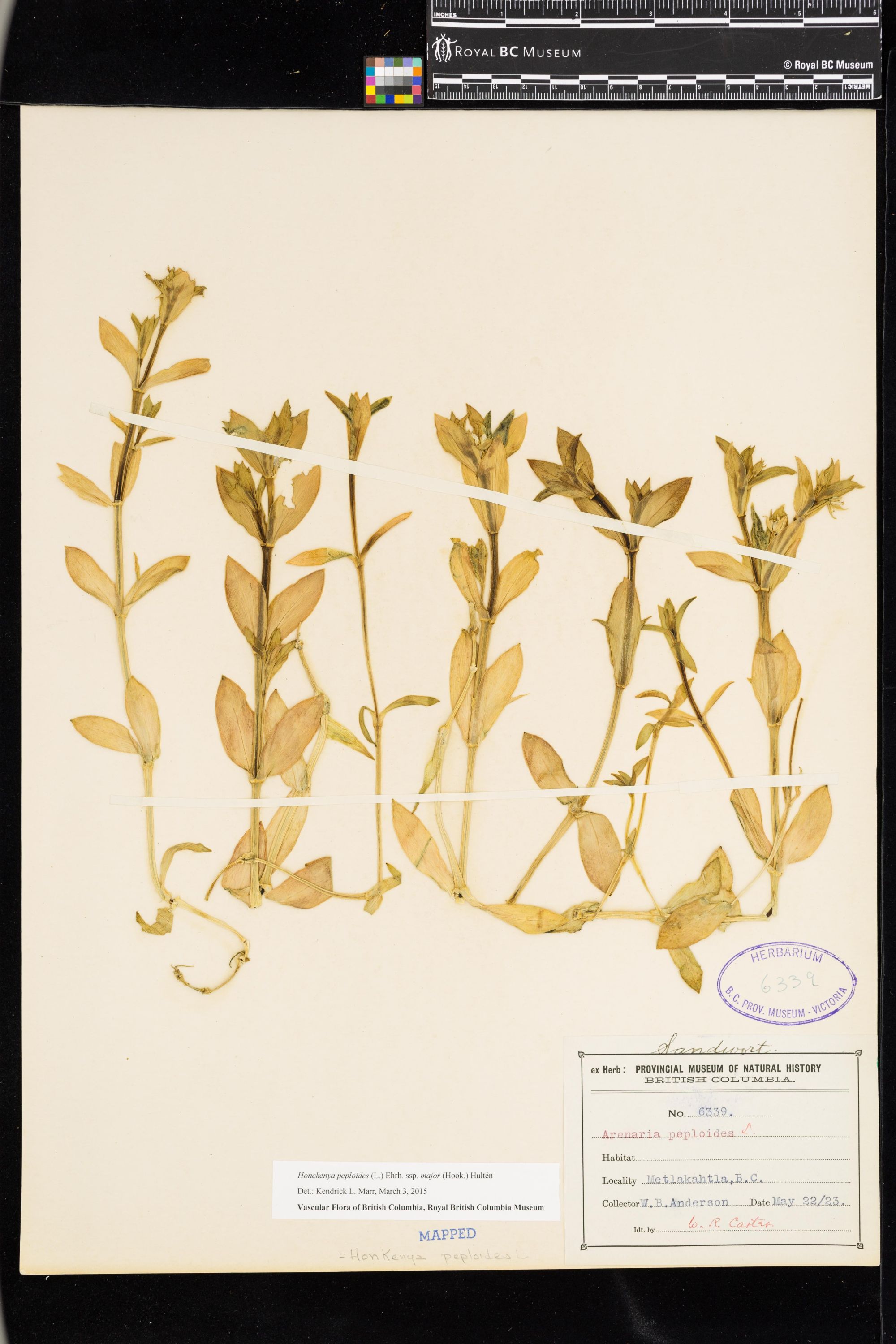 Image representing Honckenya peploides ssp. major.