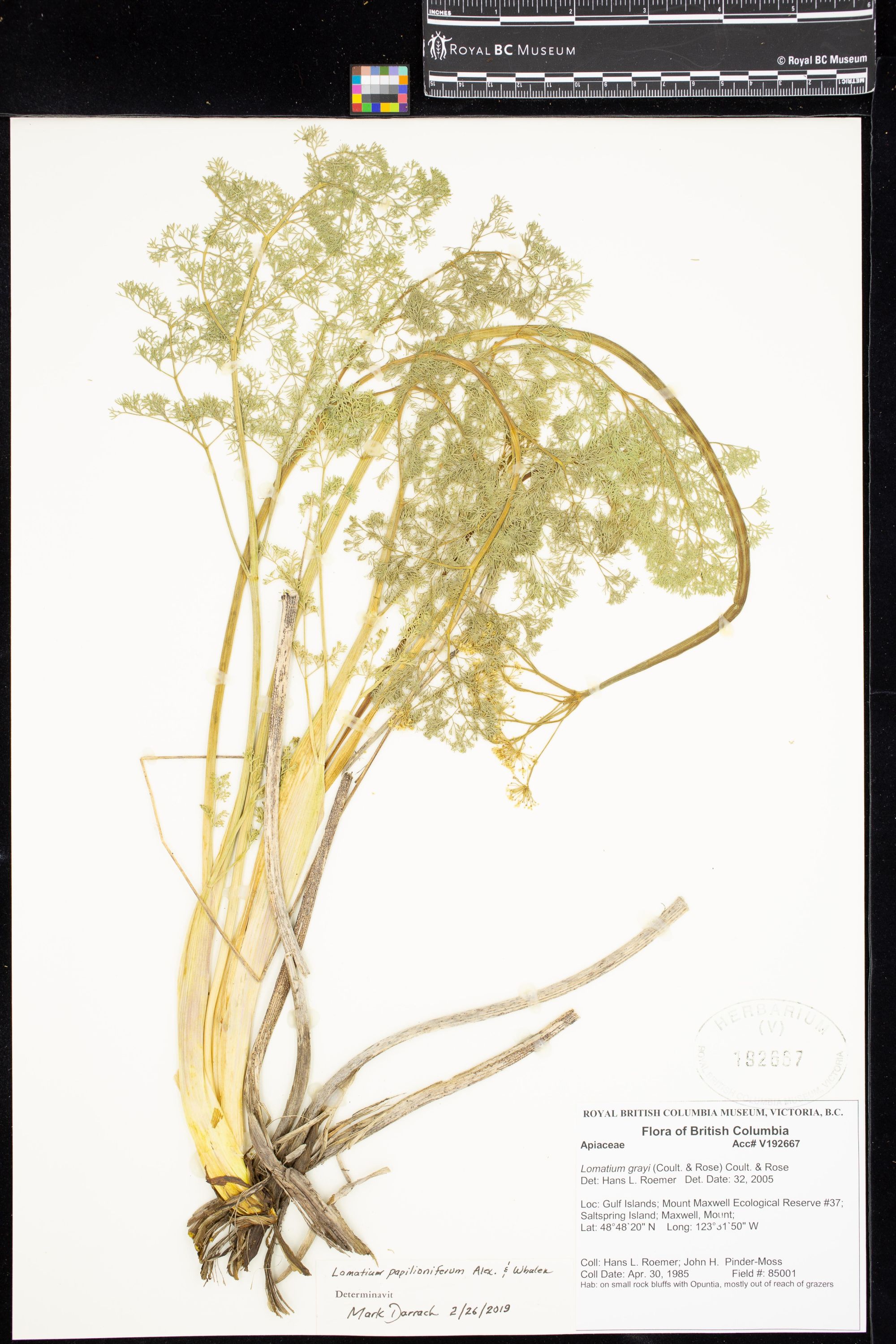 Image representing Lomatium papilioniferum.