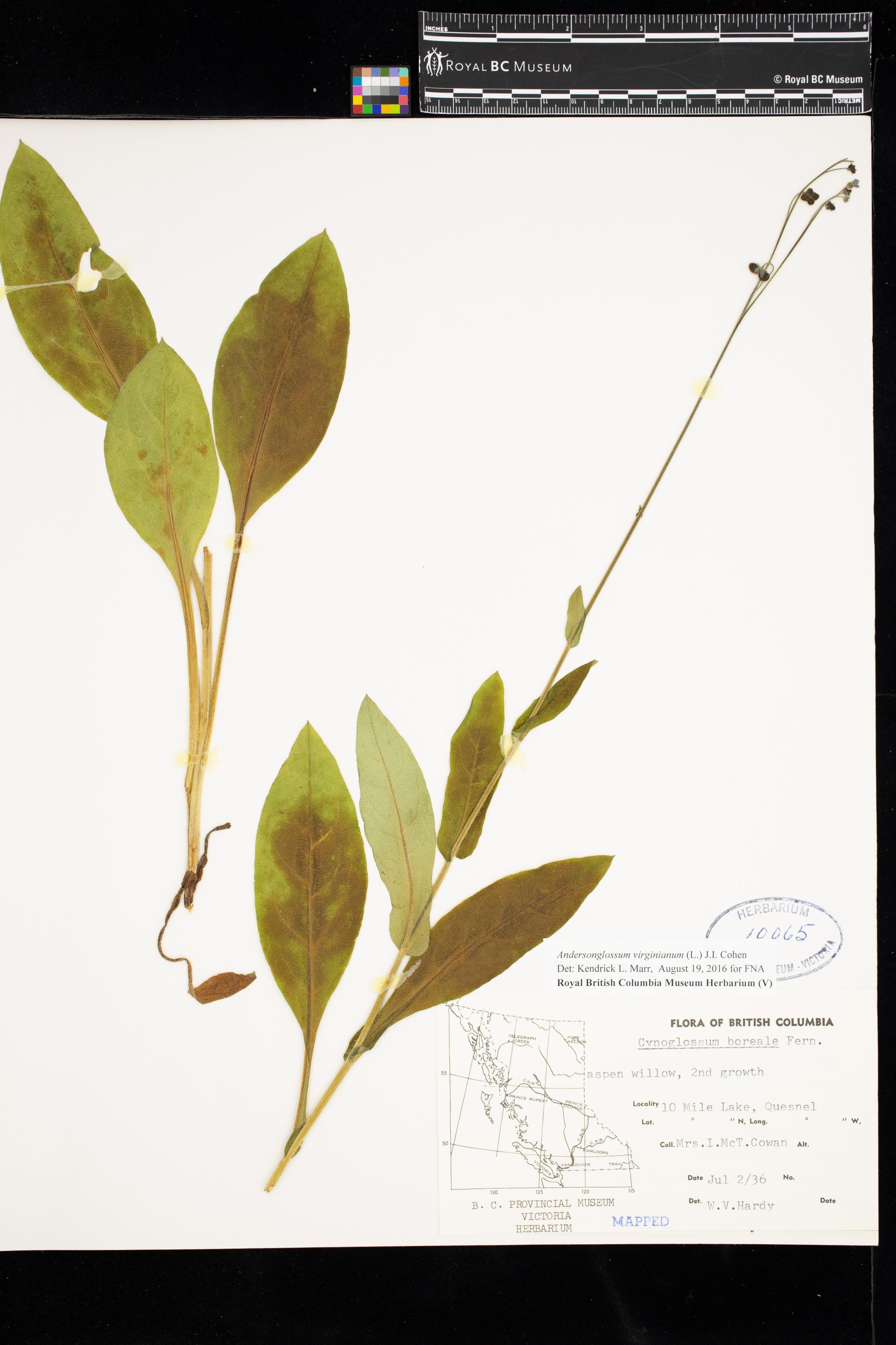 Image representing Andersonglossum virginianum.