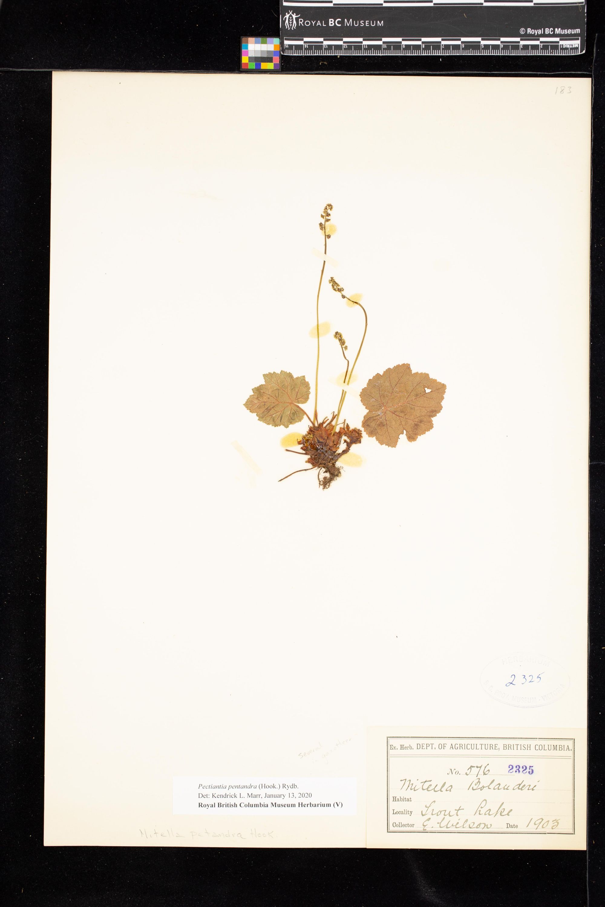 Image representing Pectiantia pentandra.