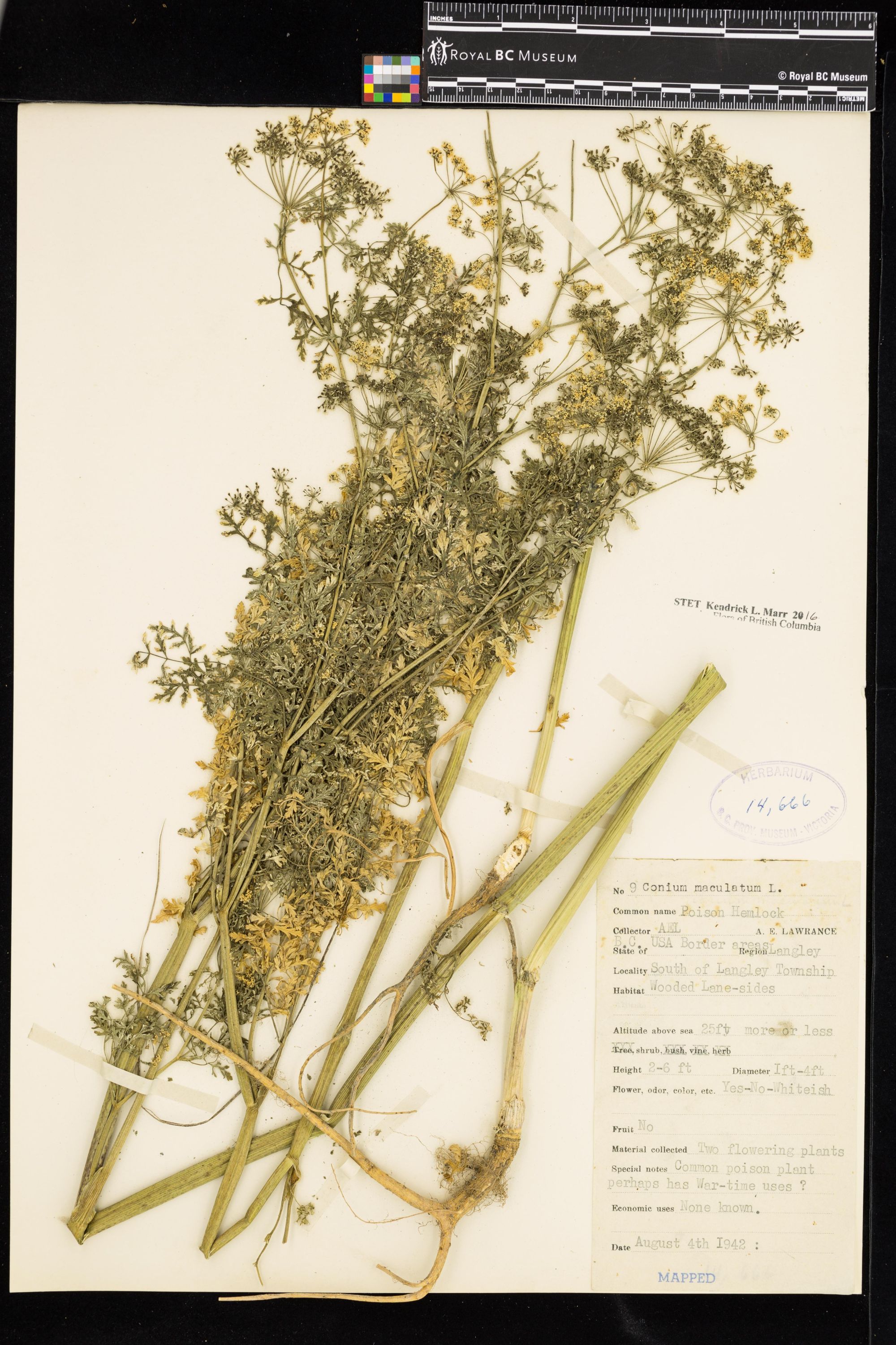 Image representing Conium maculatum.